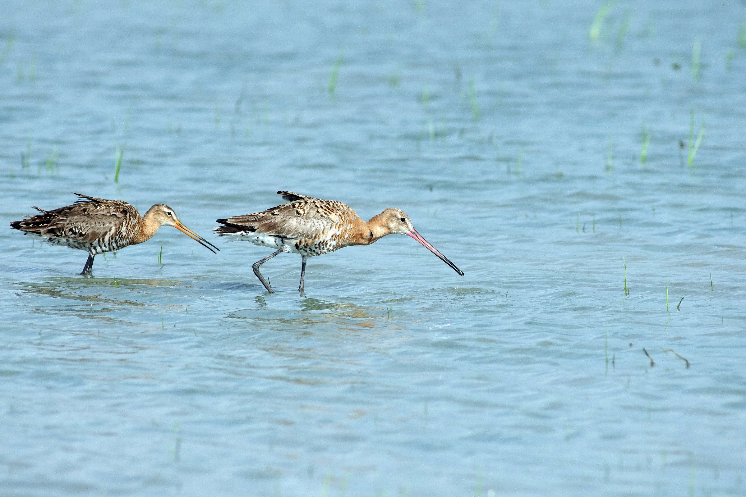 Black-tailed Godwit