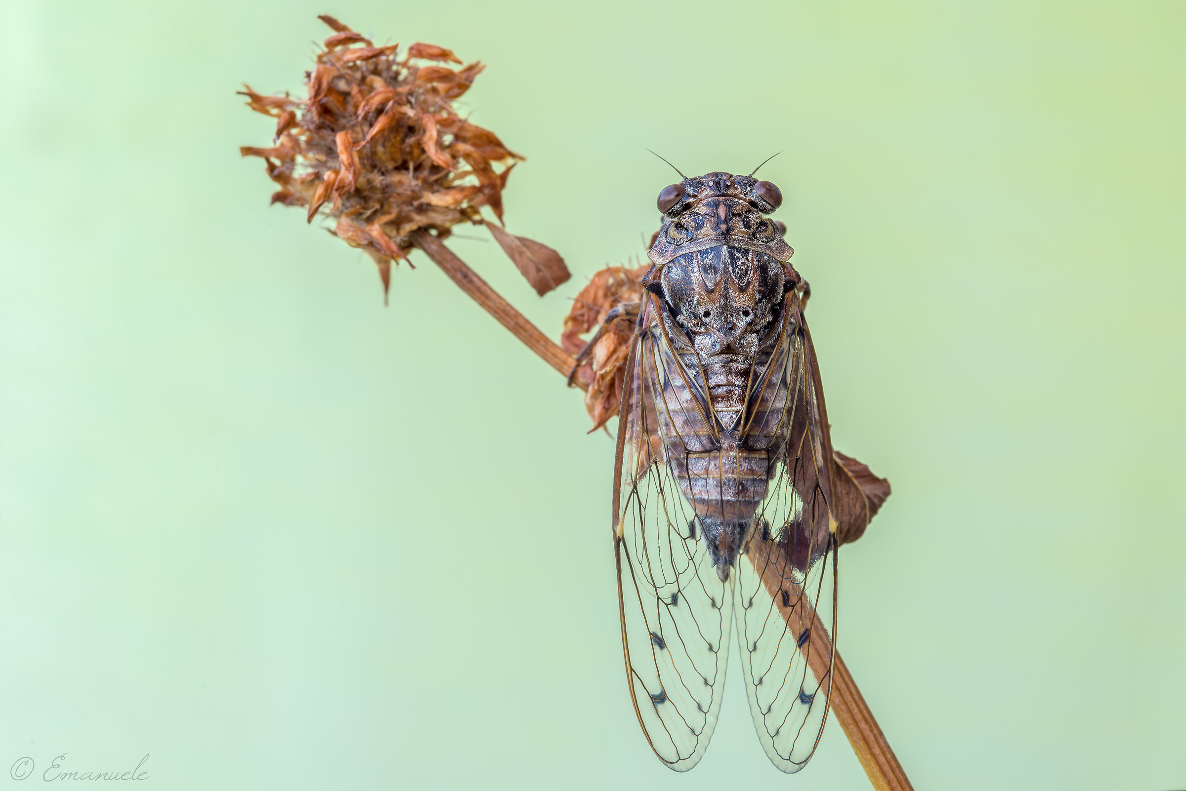 Cicada