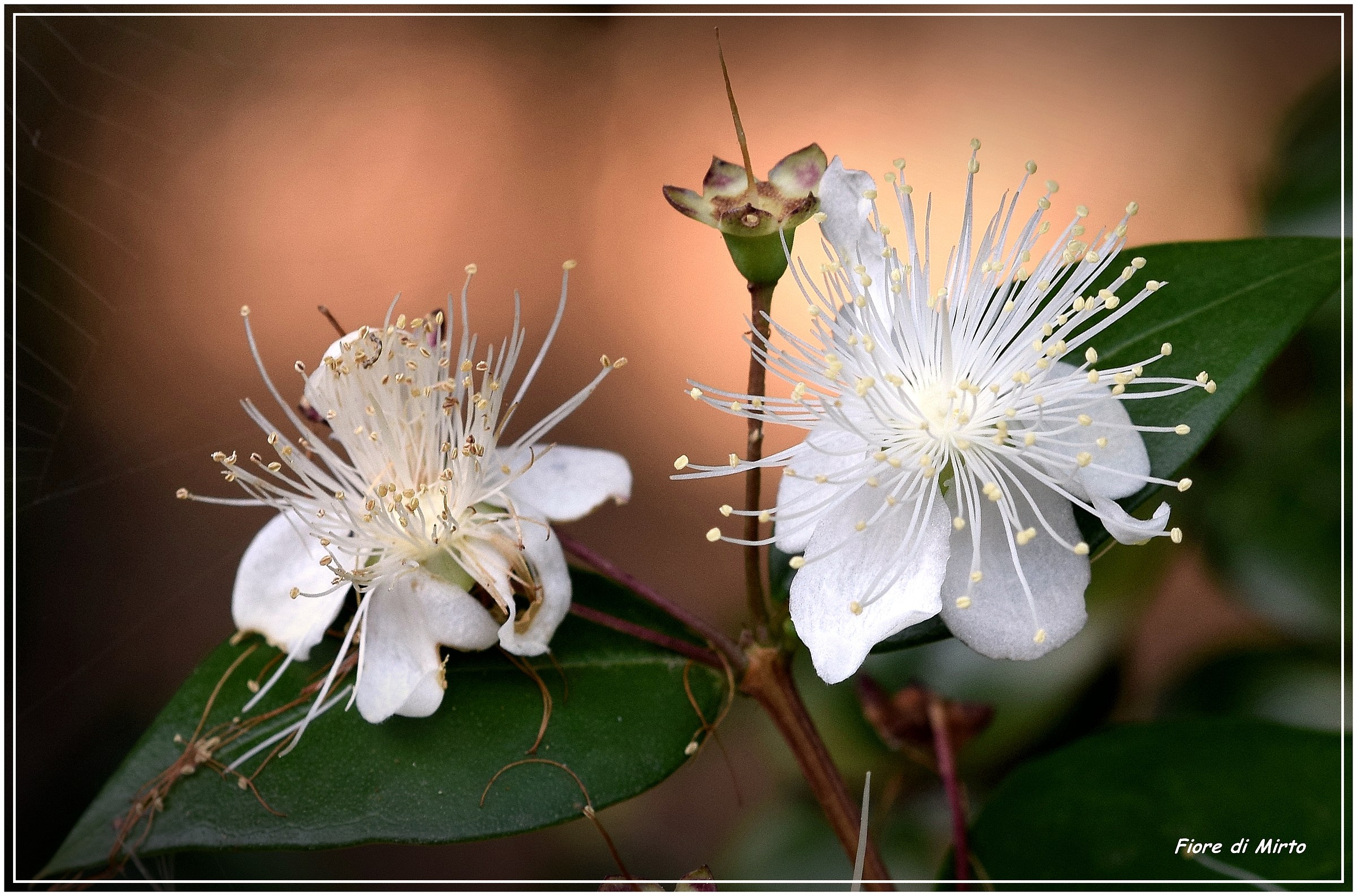 fiore di mirto