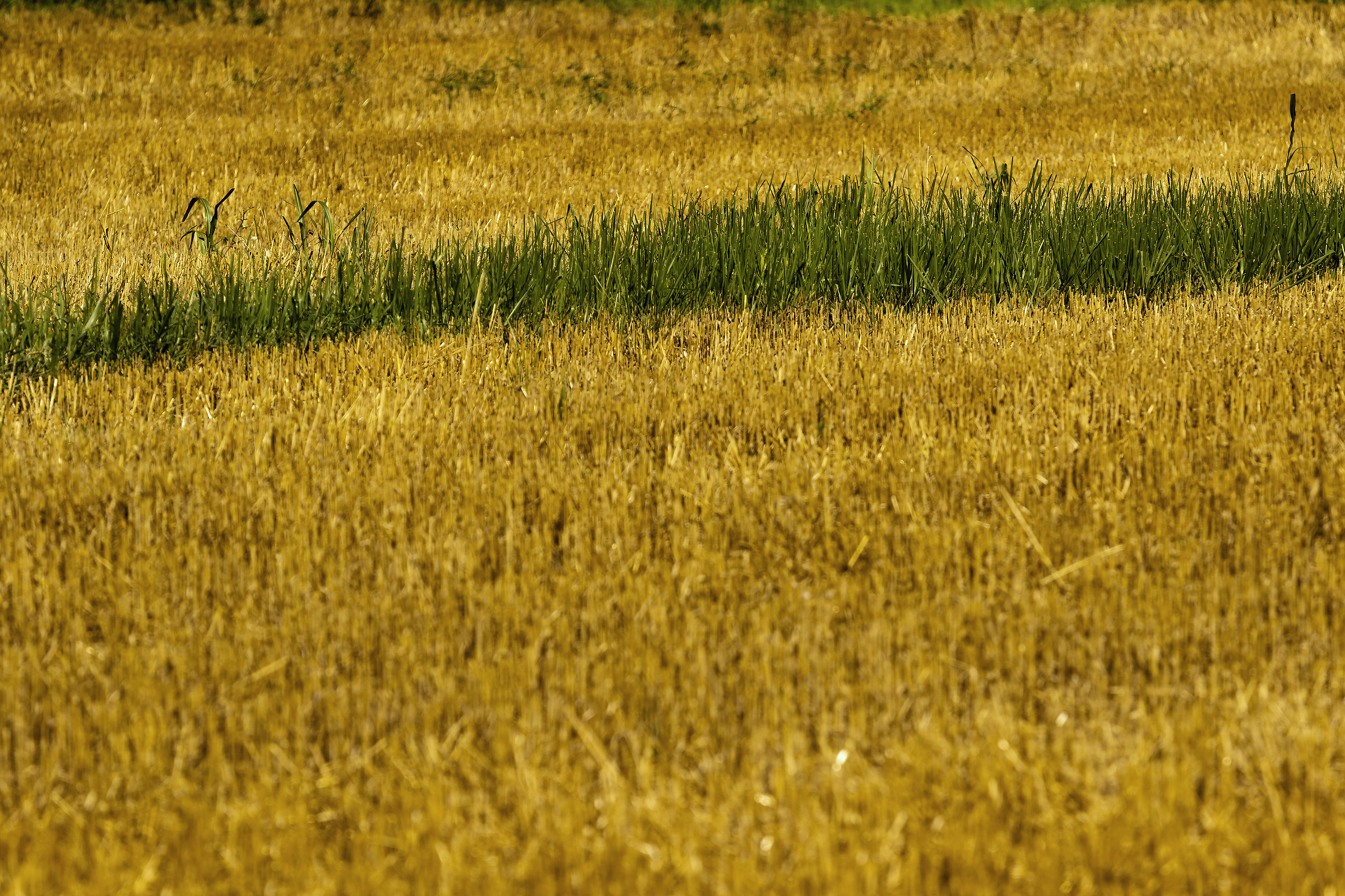 Il risveglio della natura