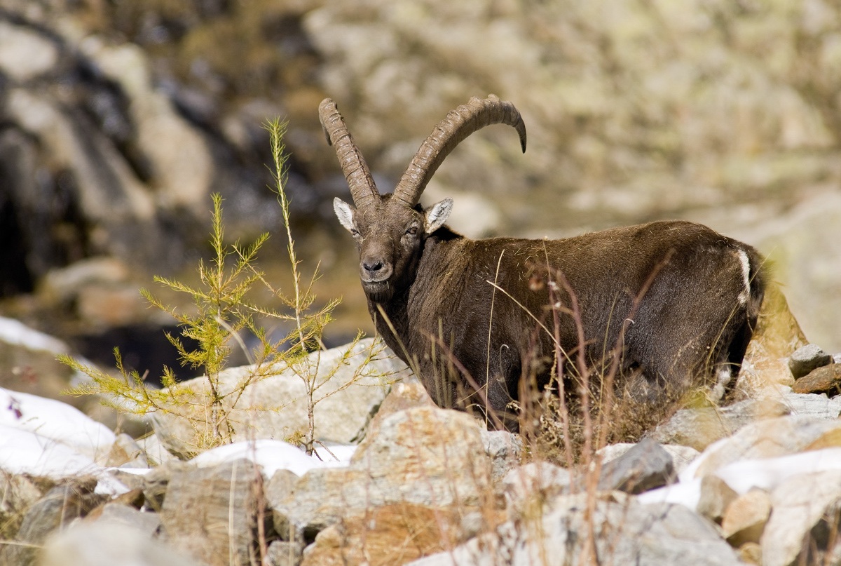 ibex