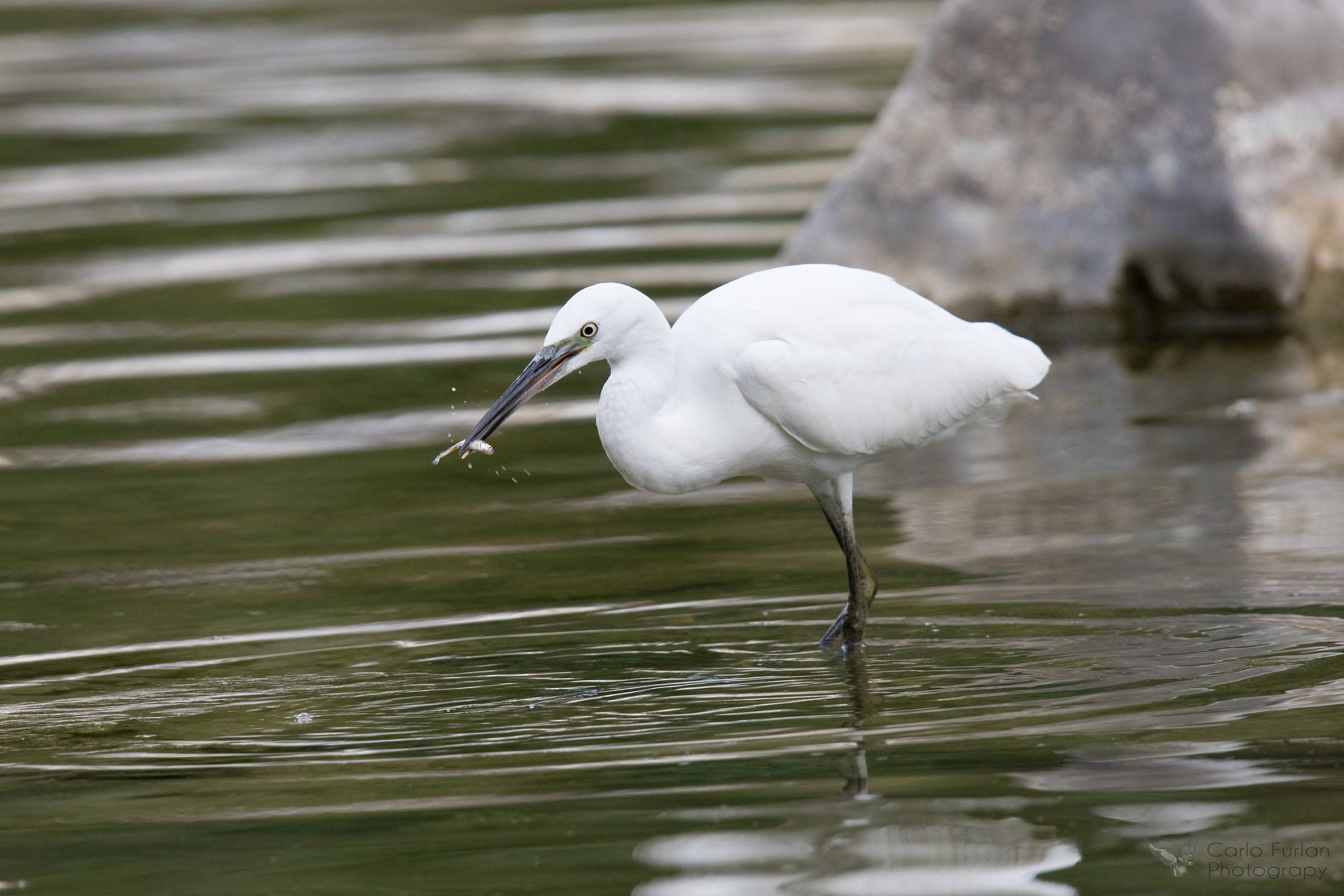 Egret with fish