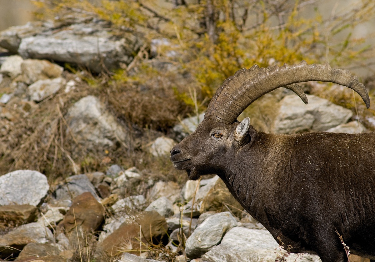 ibex
