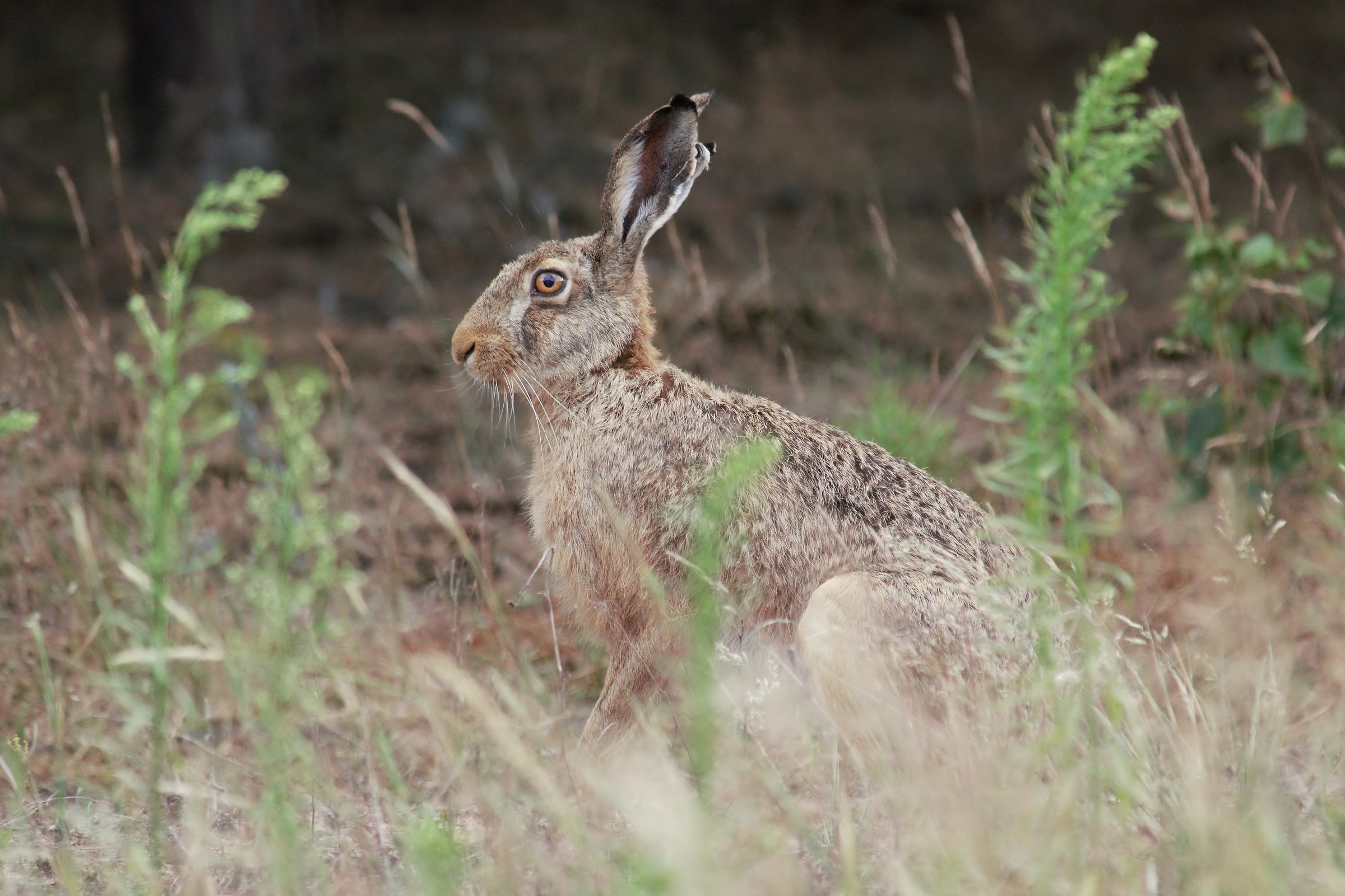 Lepre bruna (Lepus europaeus)