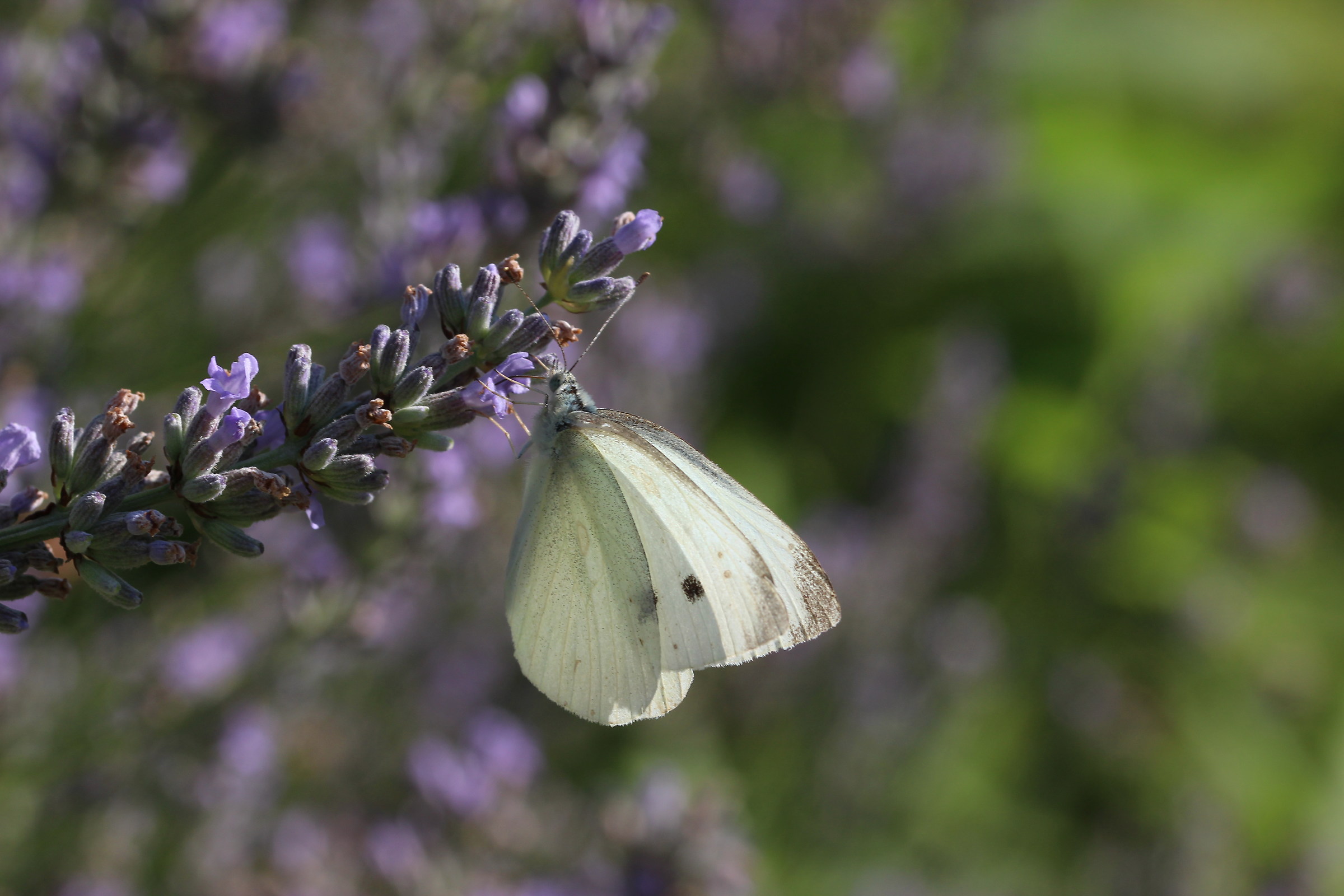 Pieris turnip