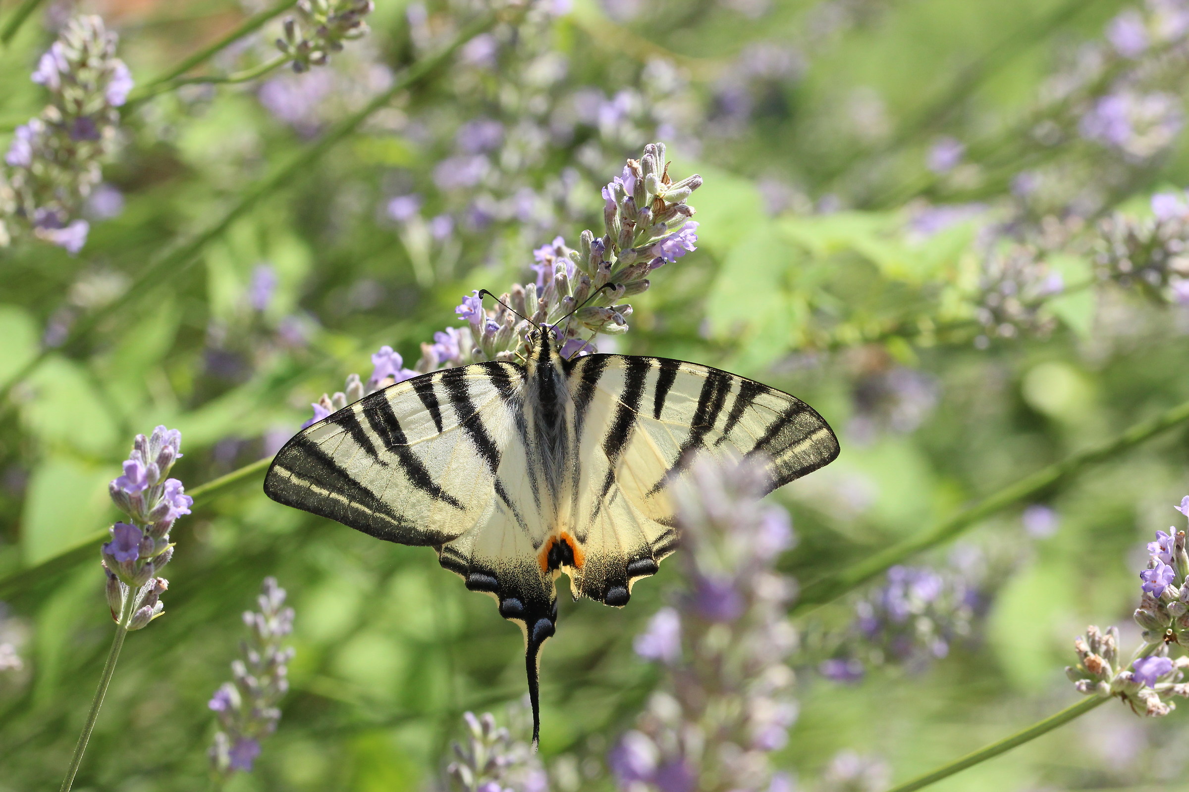 Iphiclides Podalirius