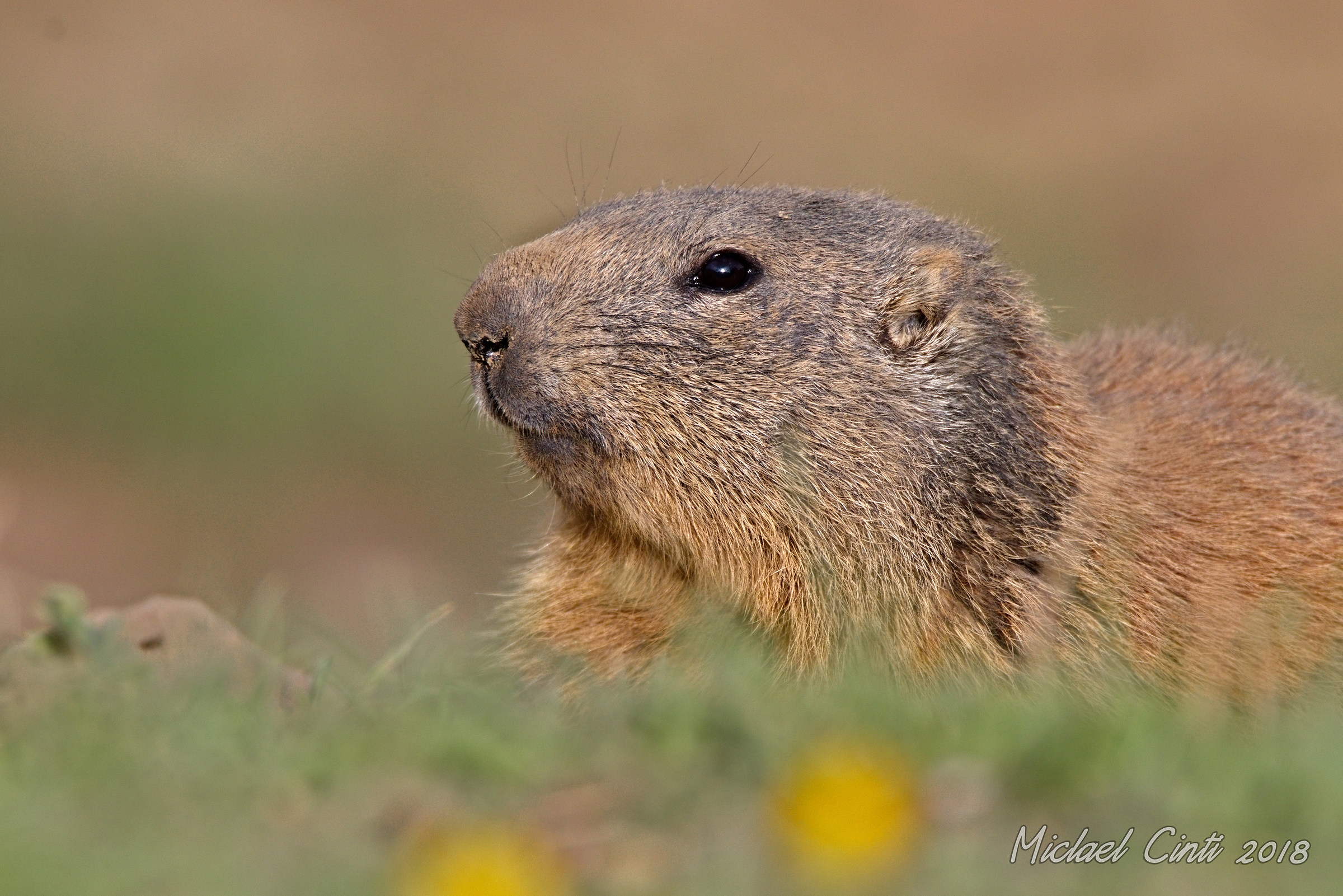Marmotta PP
