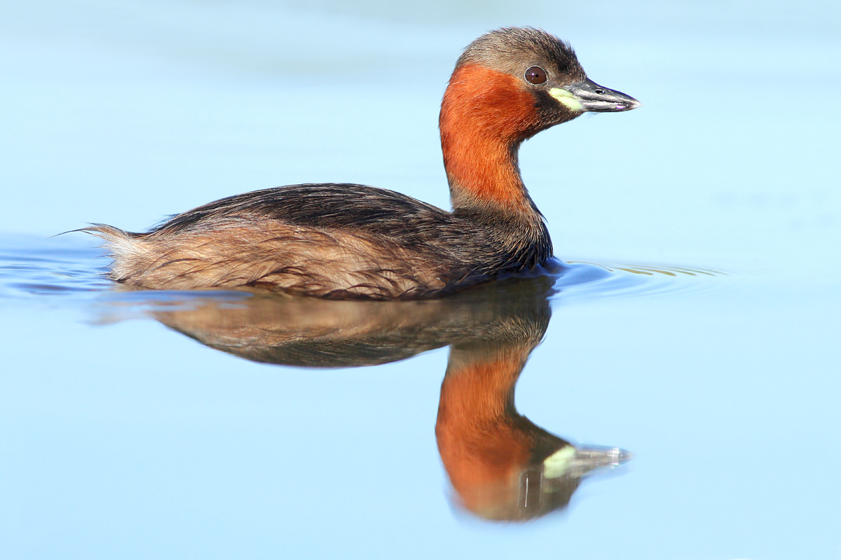 Grebe