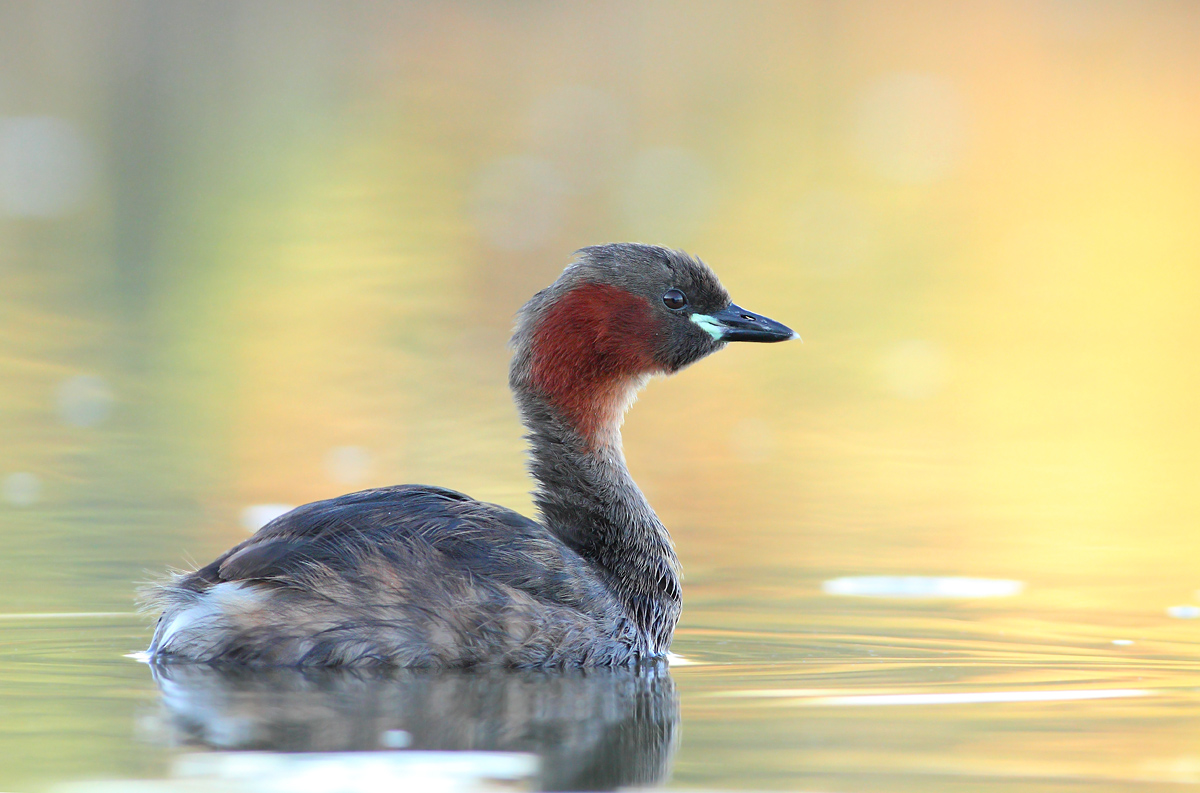Grebe