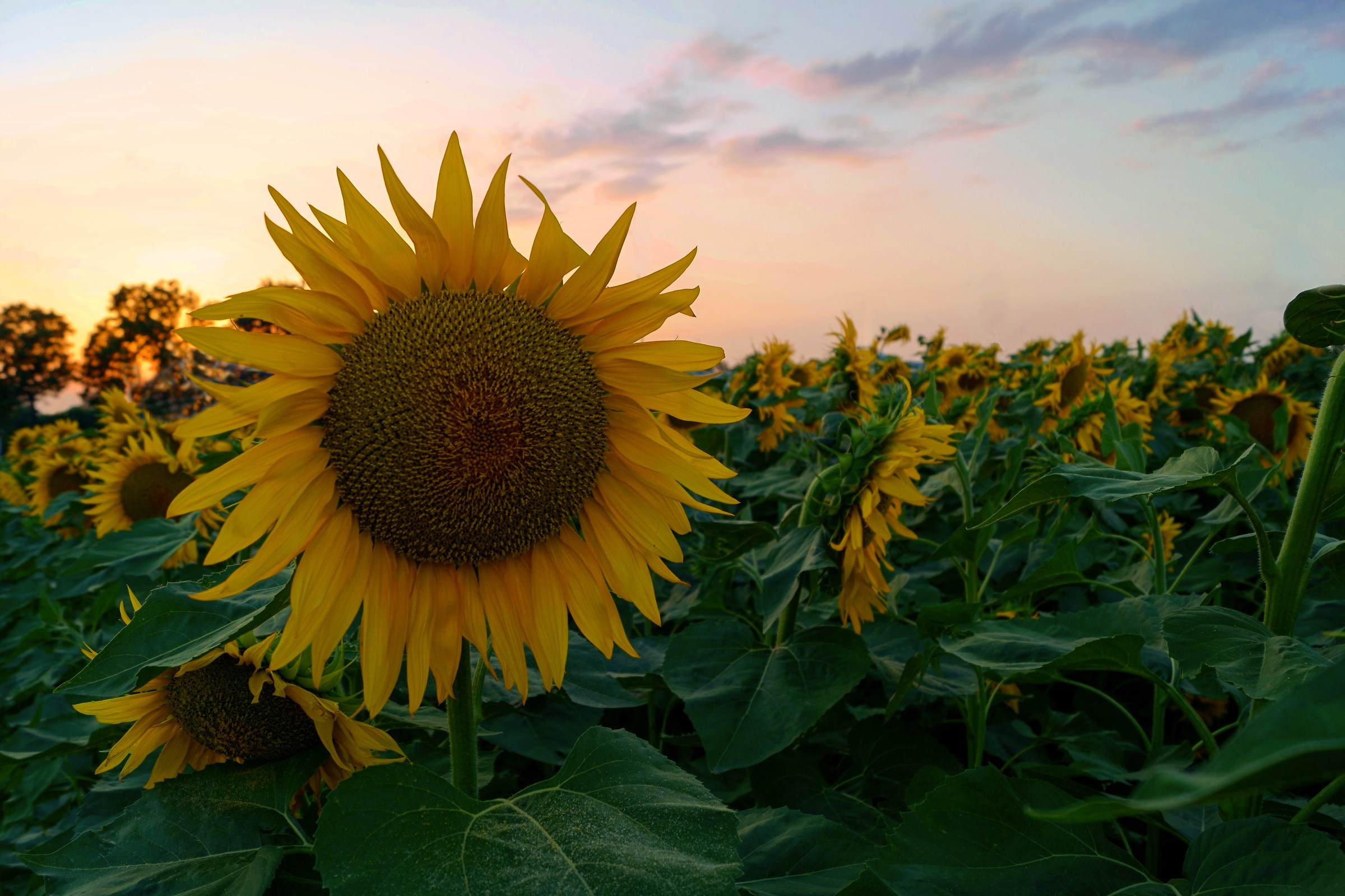 A testa alta su tutti