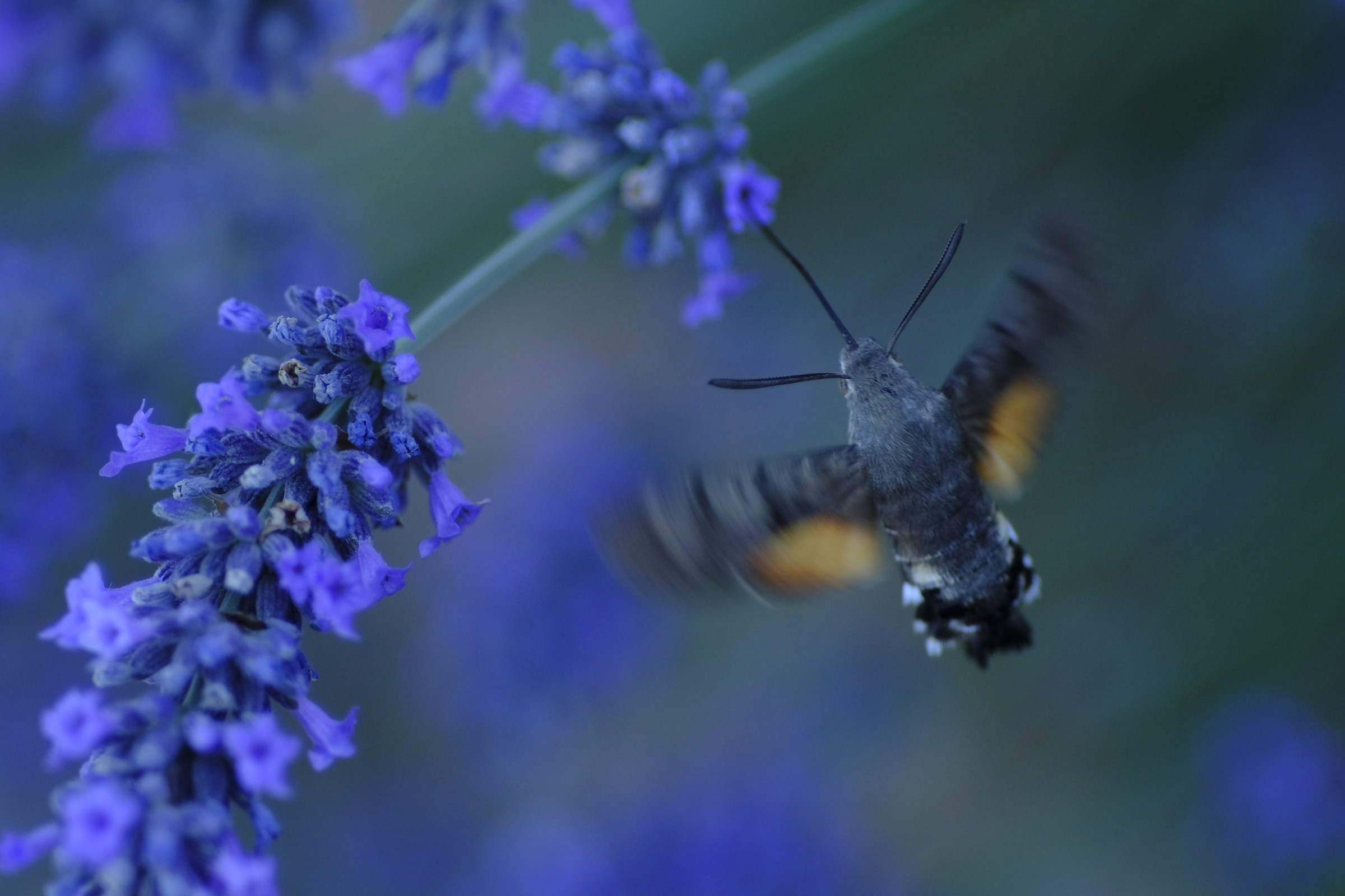 Between AQL Lavender