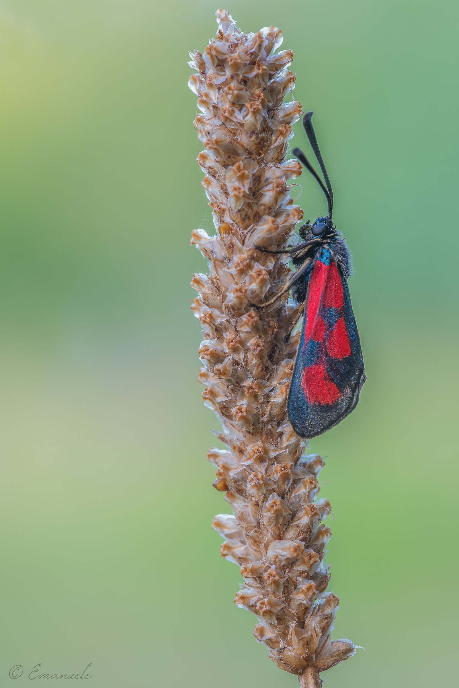 Zygaena Lonicerae