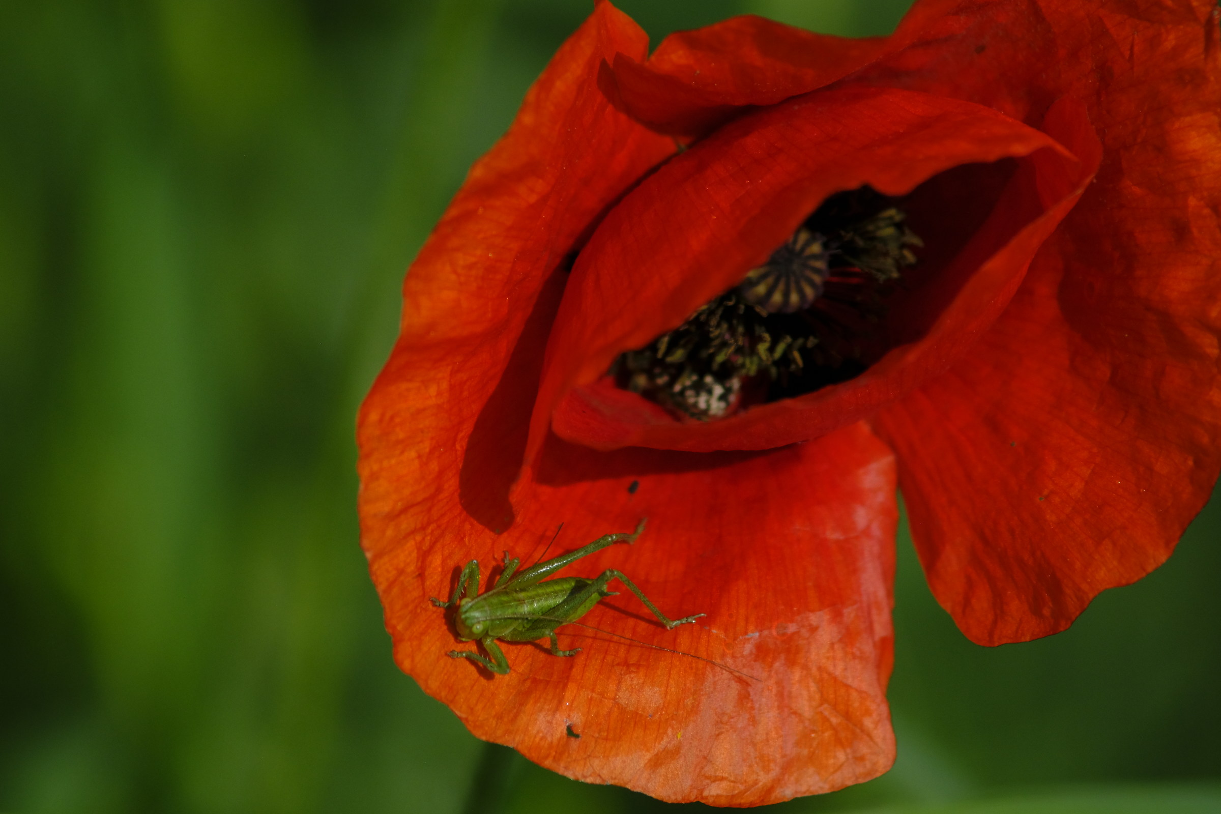 l'oppio della cavalletta