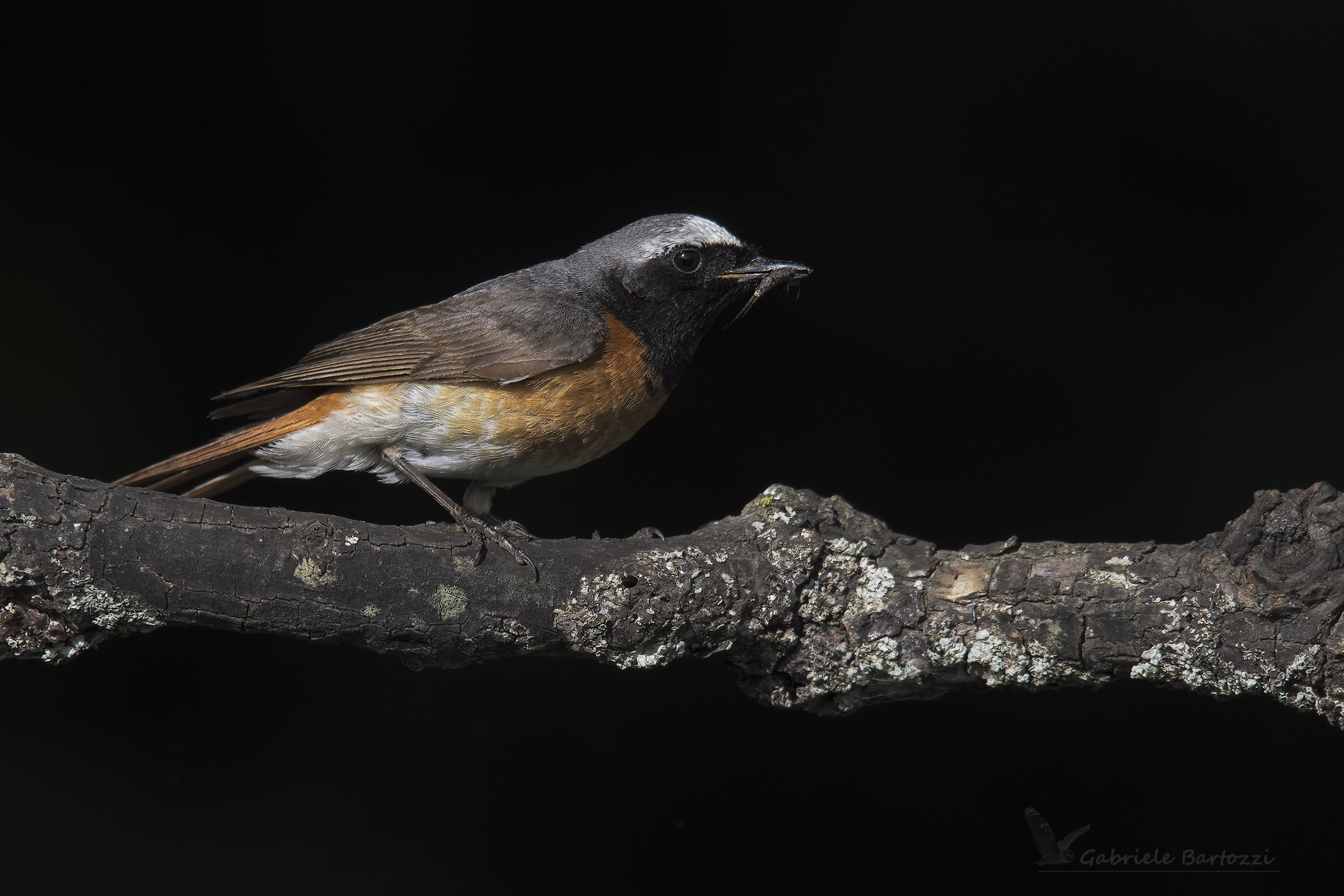 Black Redstart