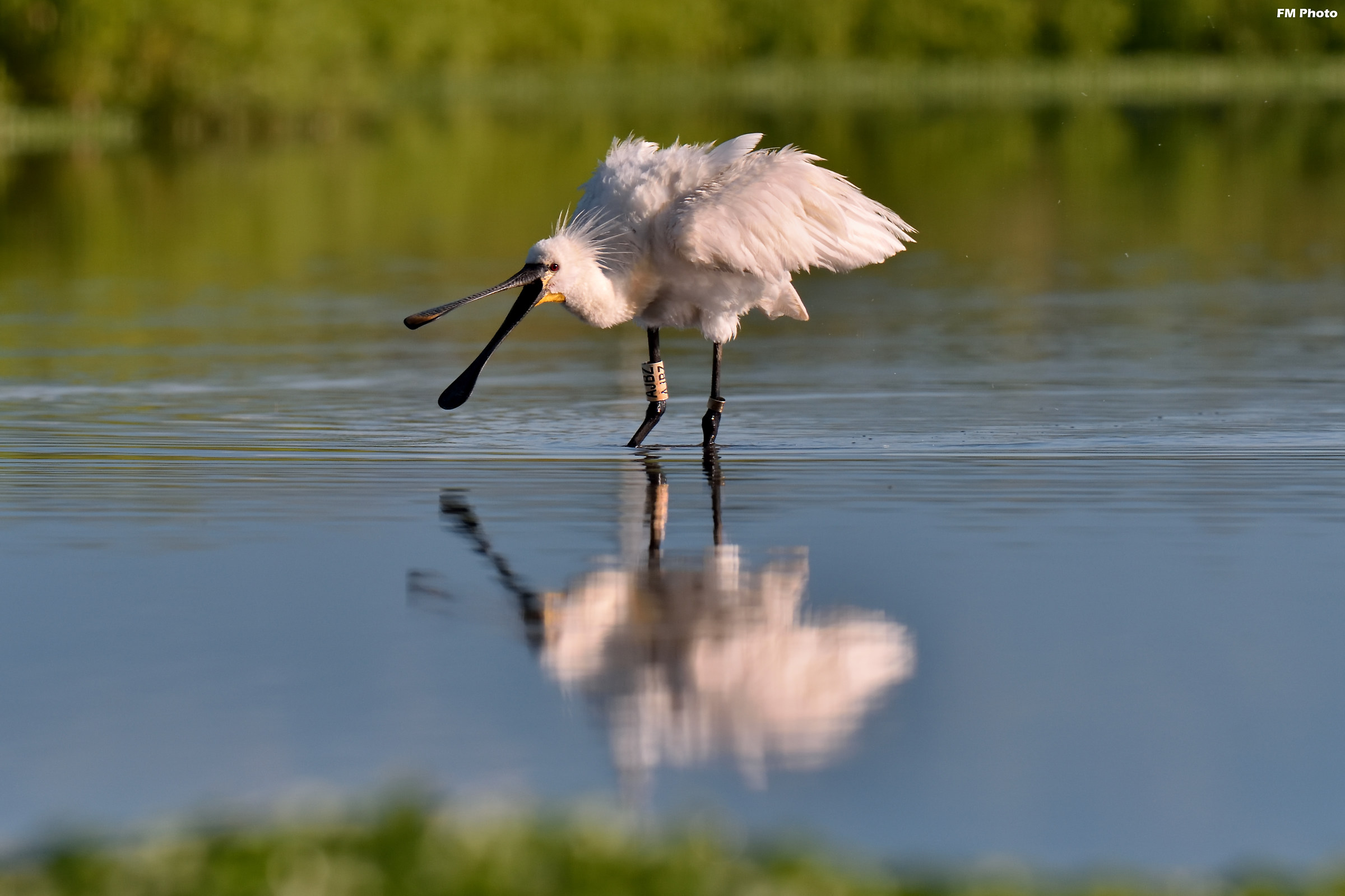 Spatola un tantino Inca@@ata !!!