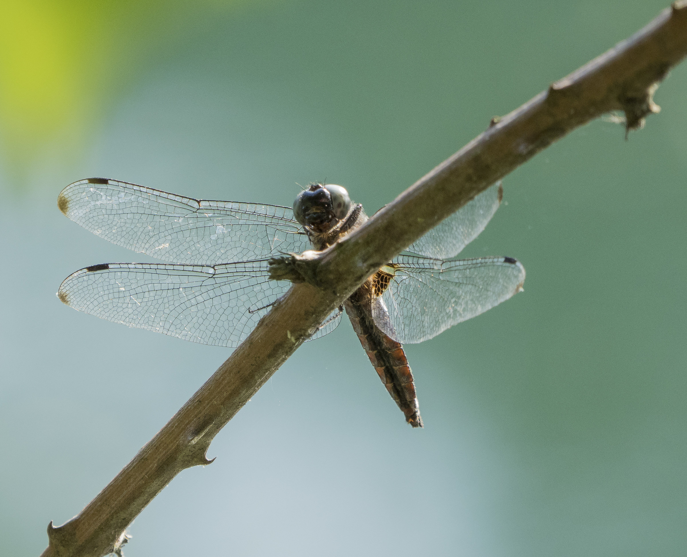 I lay the wings in the sun
