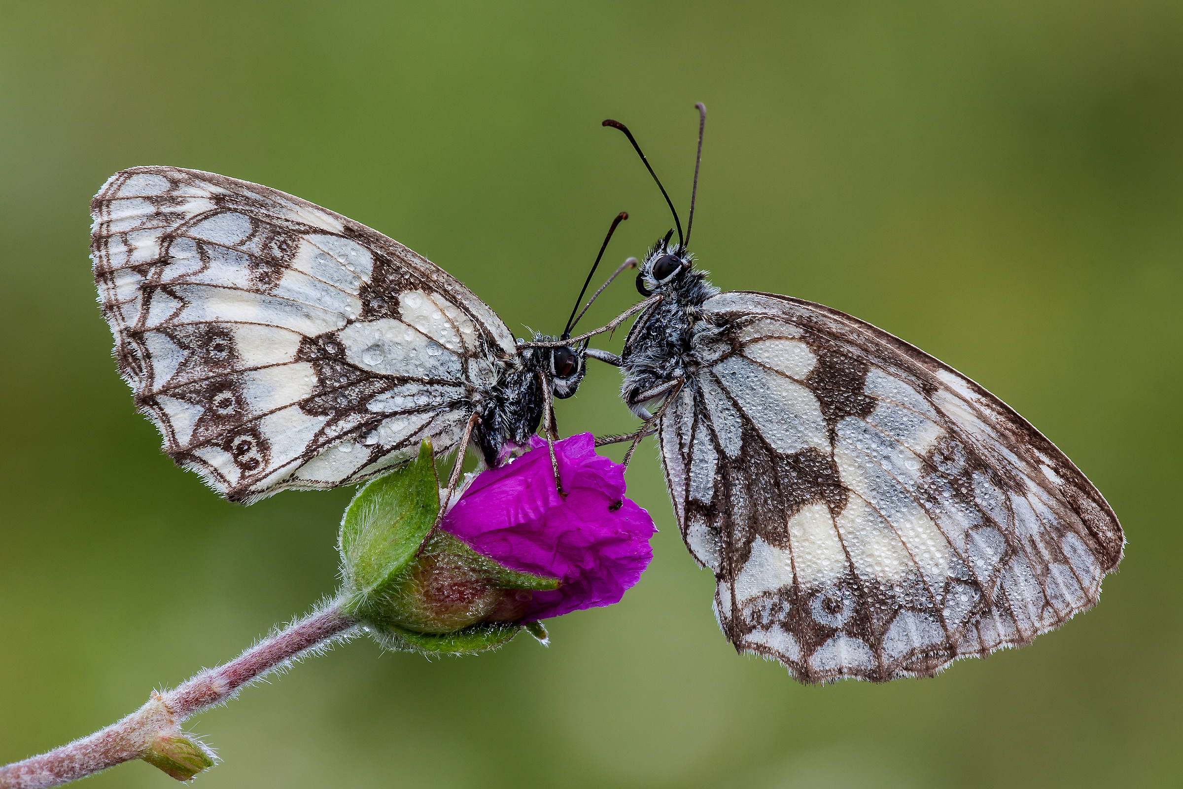 Coppia di melanargia galathea