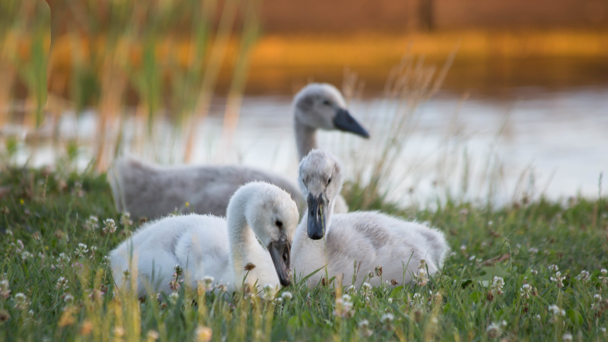 poter essere capaci della stessa semplicità !