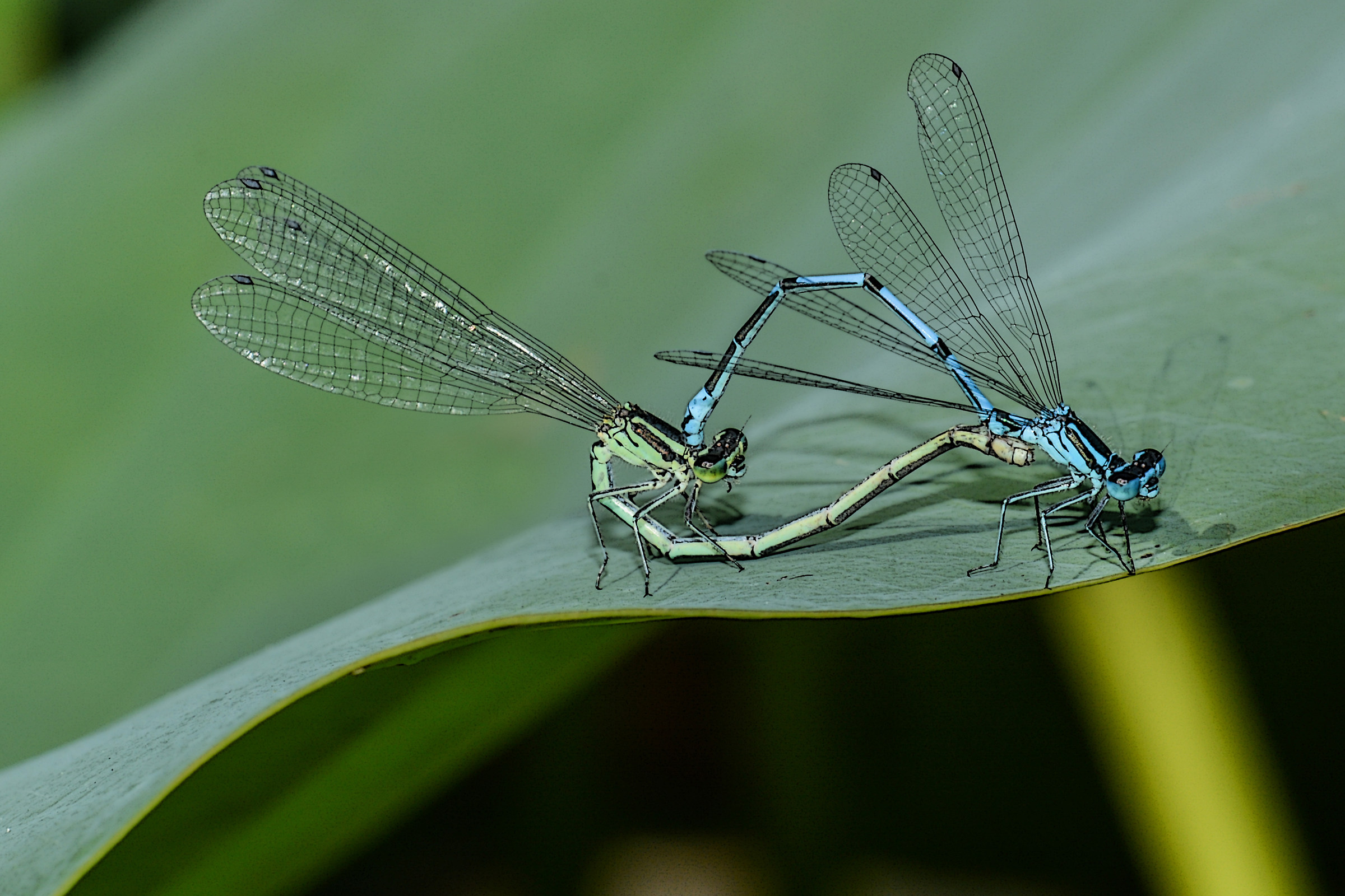 Il solito kama-sutra...