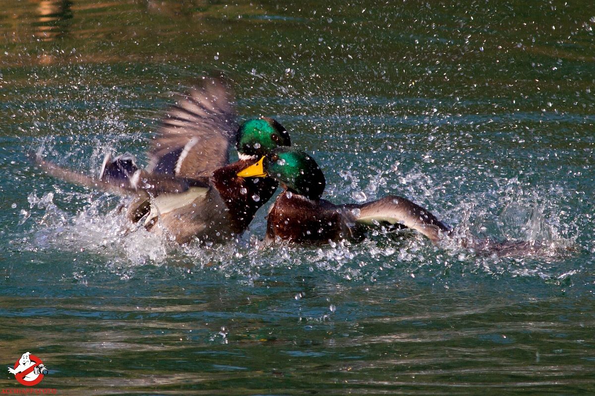 fight unscrupulous II