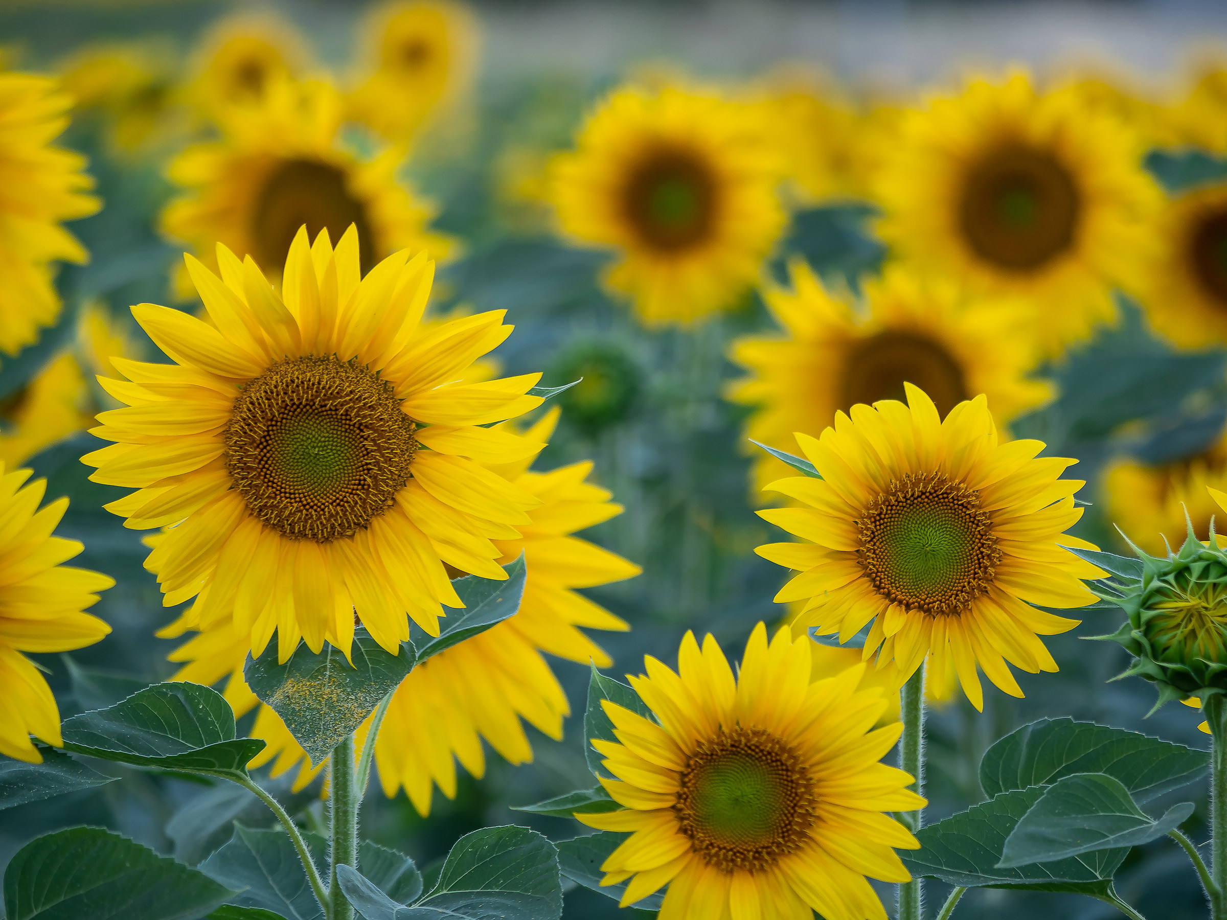 Girasoli nei dintorni di Legnano