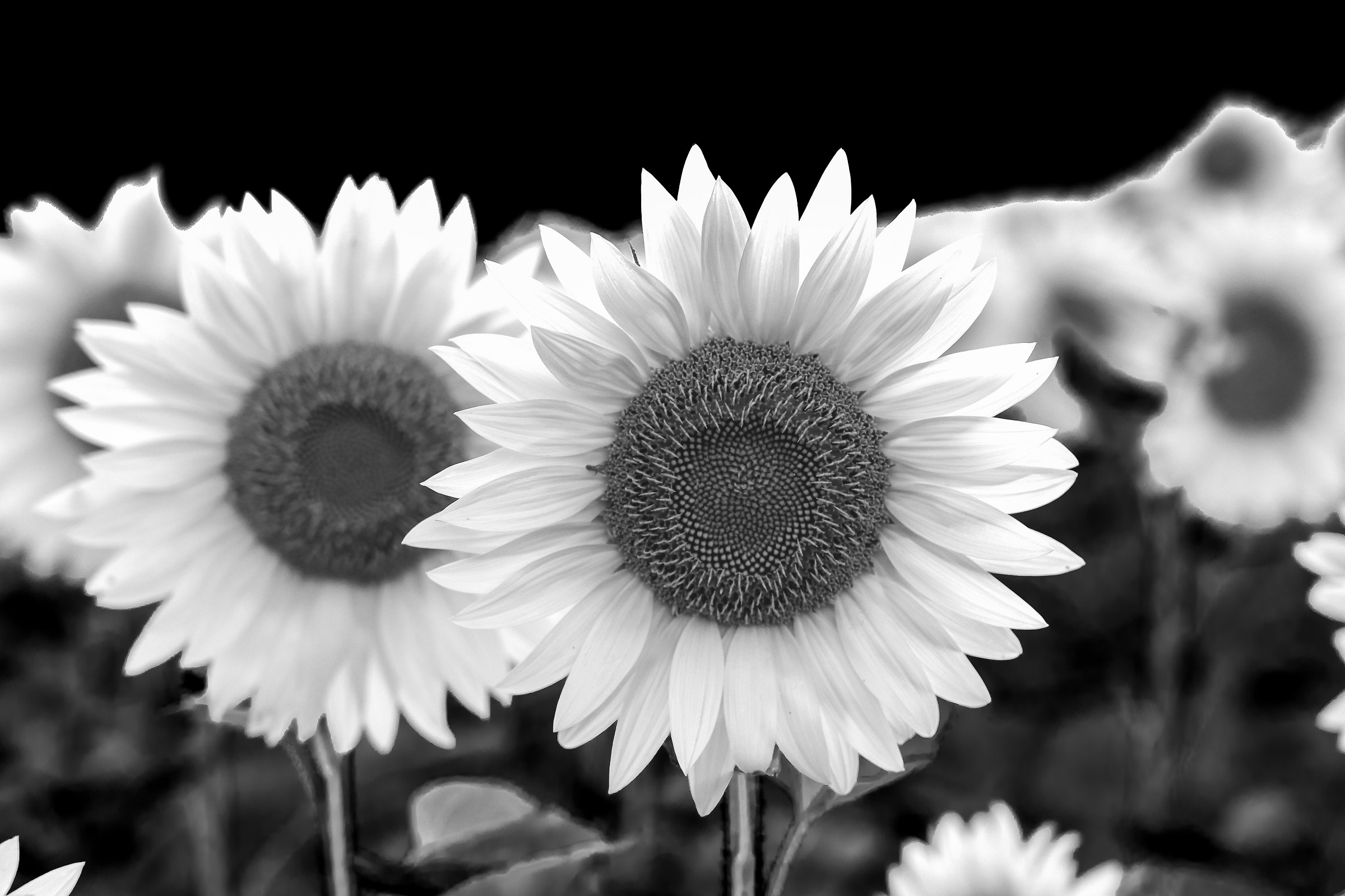 Ritratto di girasole