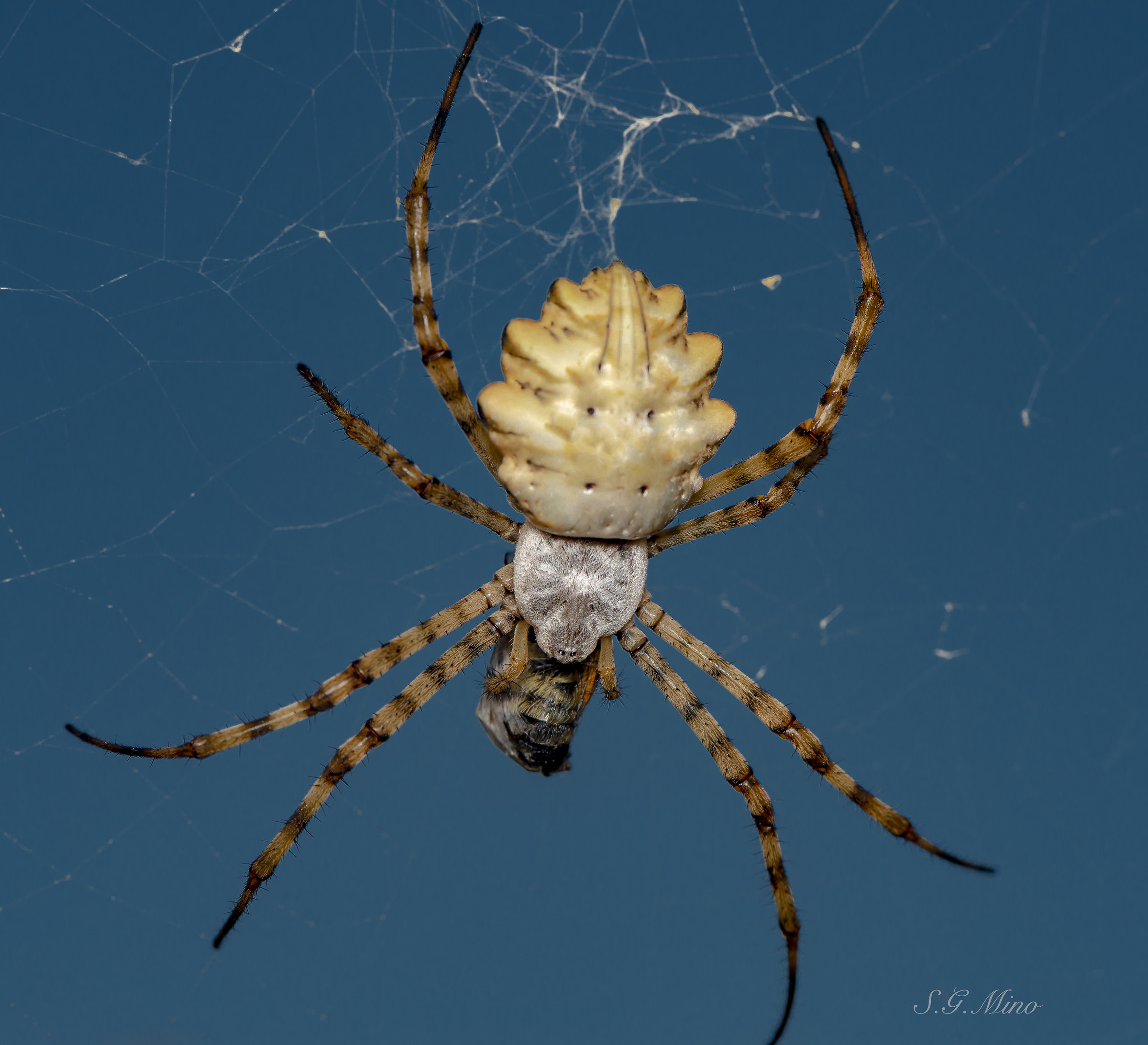 Argiope Lobata