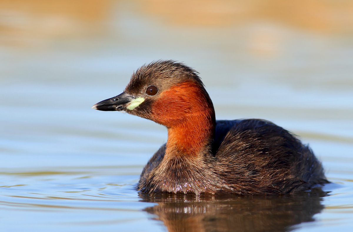 Grebe
