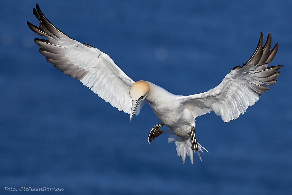 Gannet