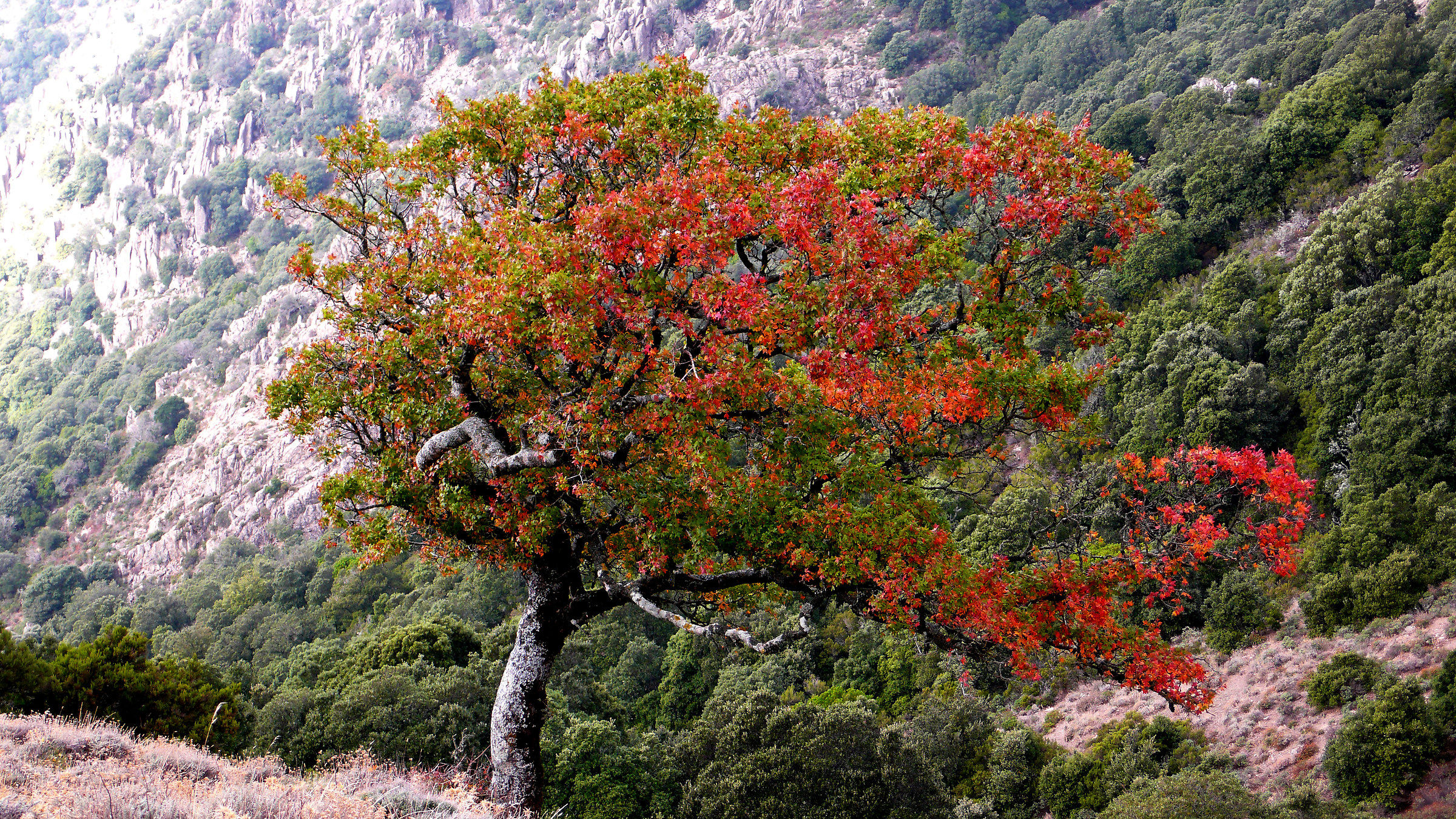 Minor maple on the Linas Mountain