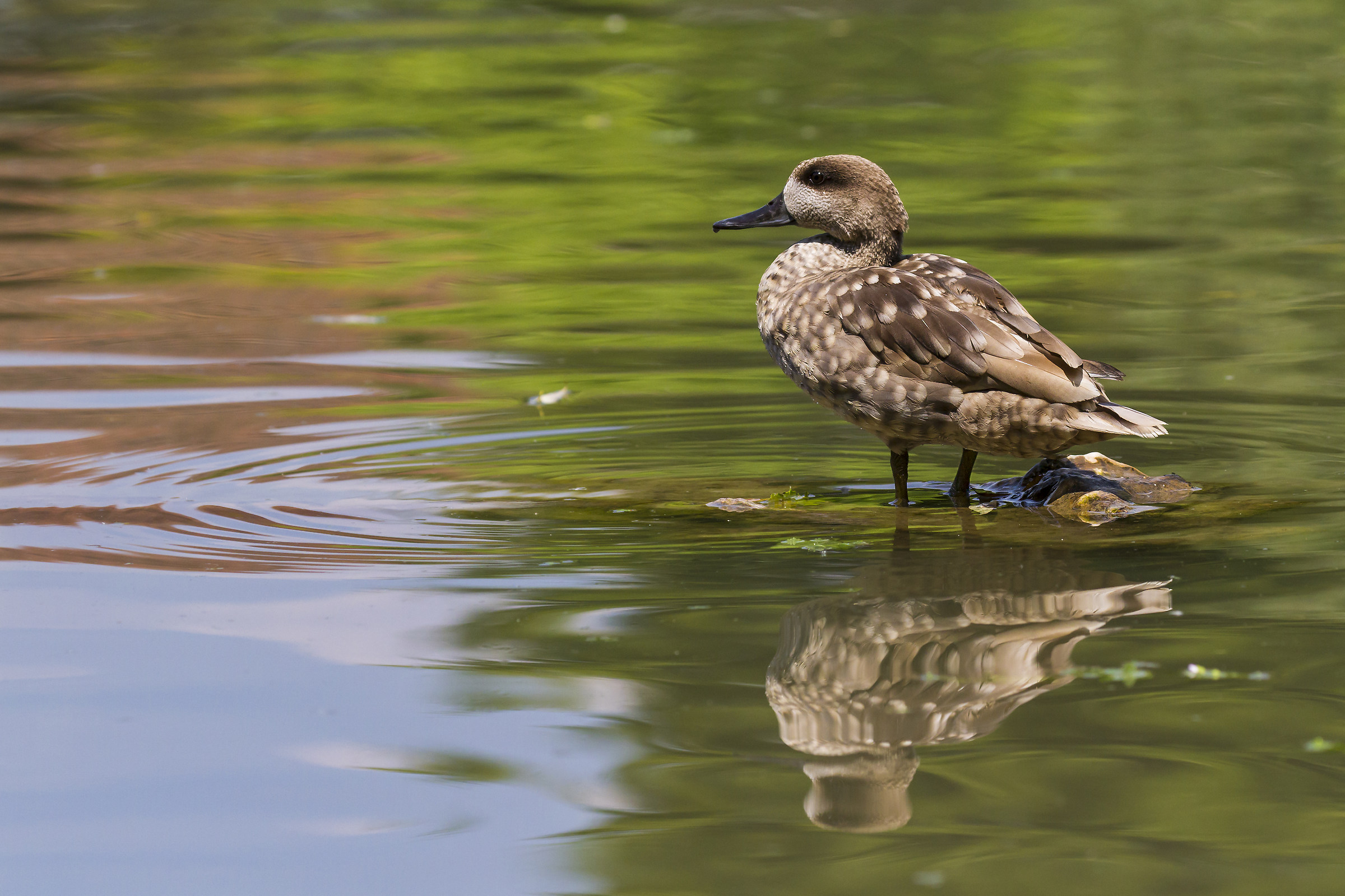 Anatra marmorizzata    (Marmanoretta angustirostris)