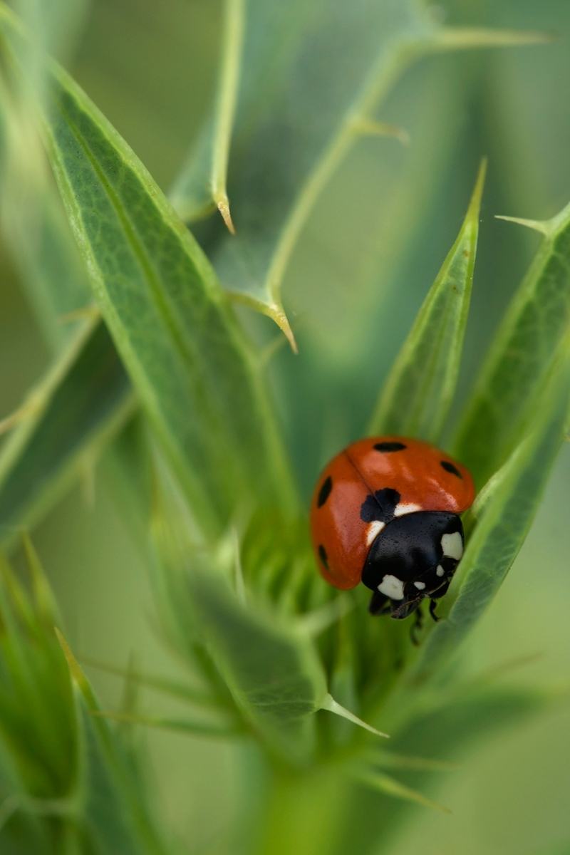 Coccinella