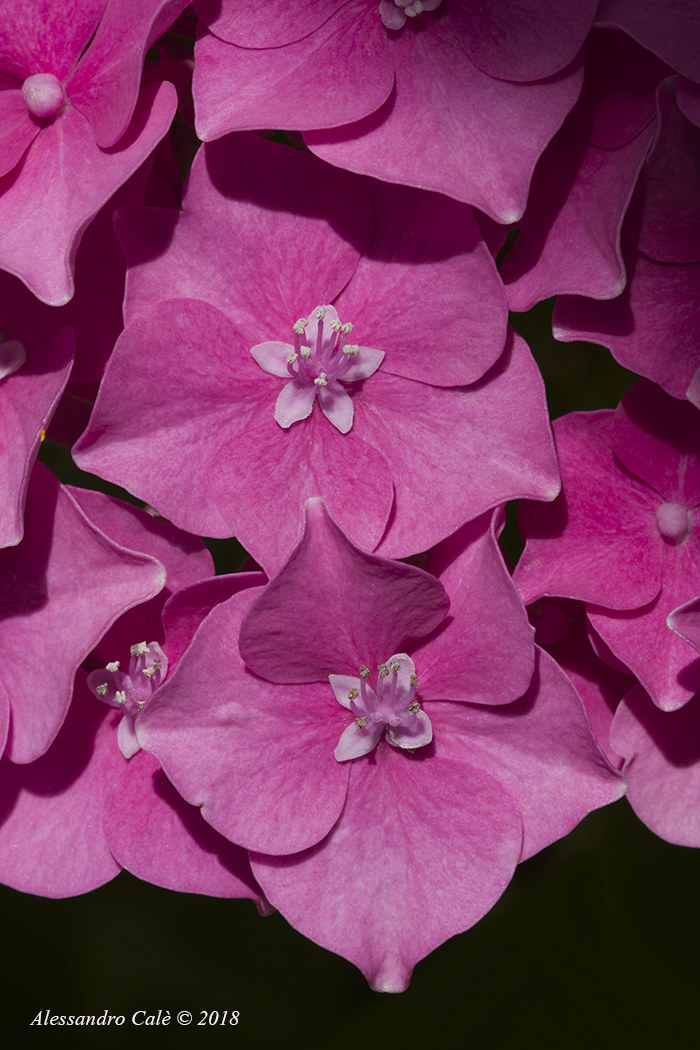 Hydrangea sp (hydrangea) 0394