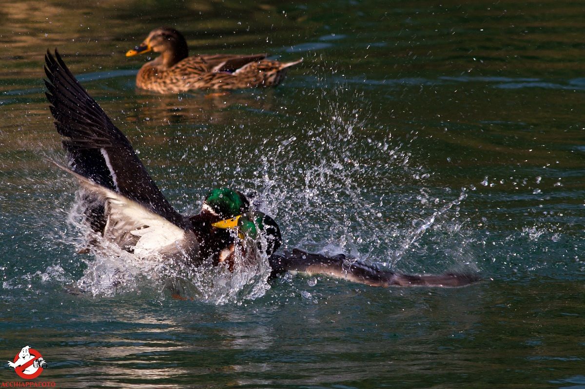 fight unscrupulous II