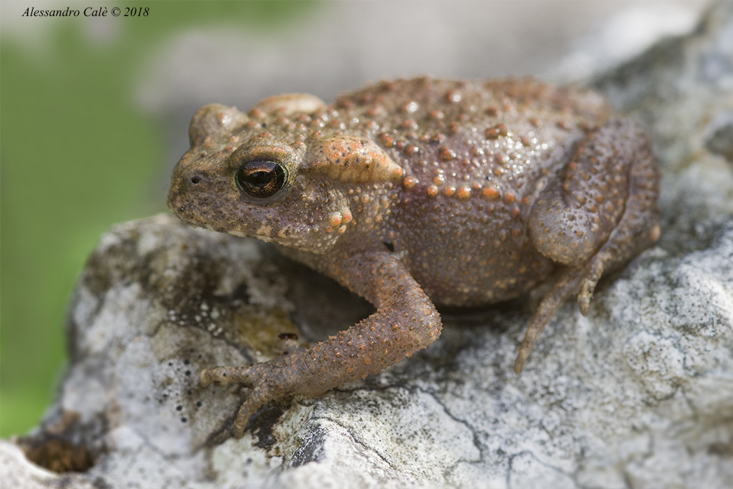 Bufo Bufo (Rospo comune) 0490