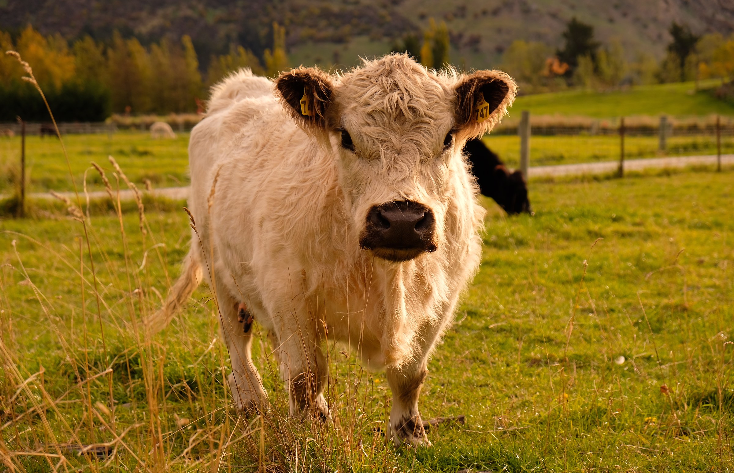 Fluffy cow