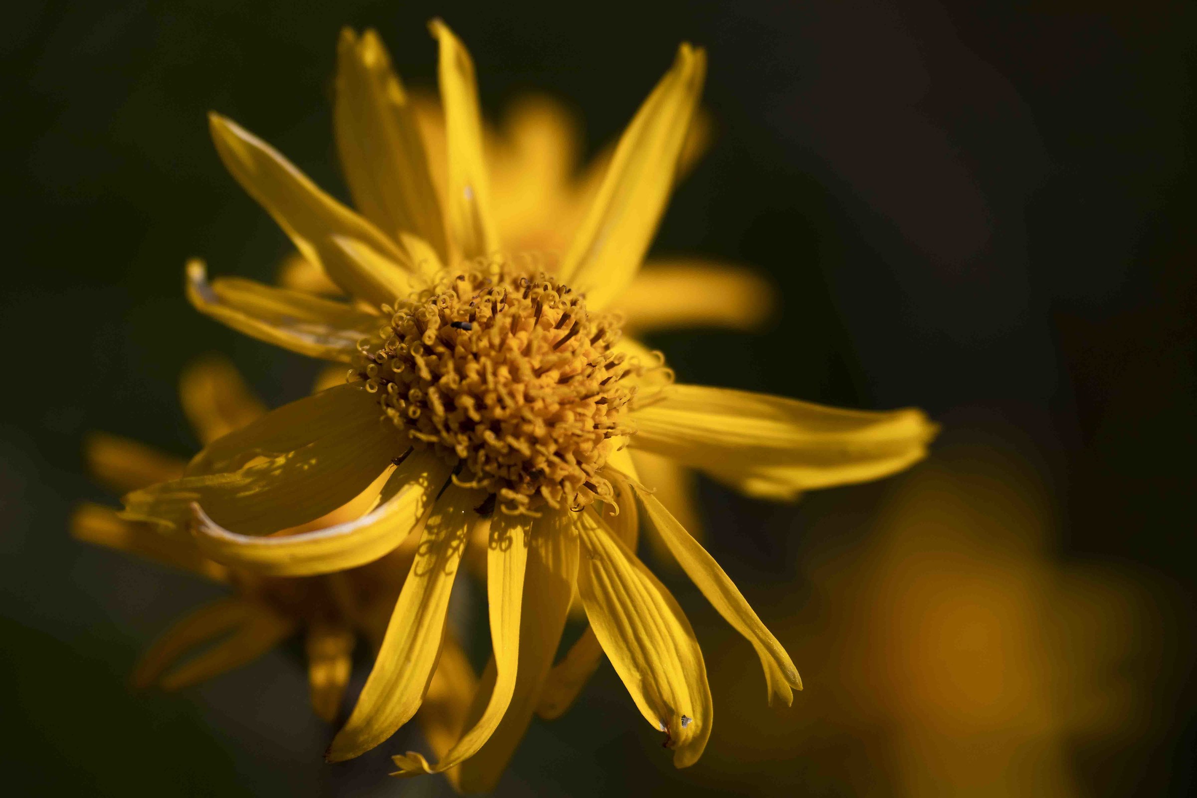 Arnica alpina