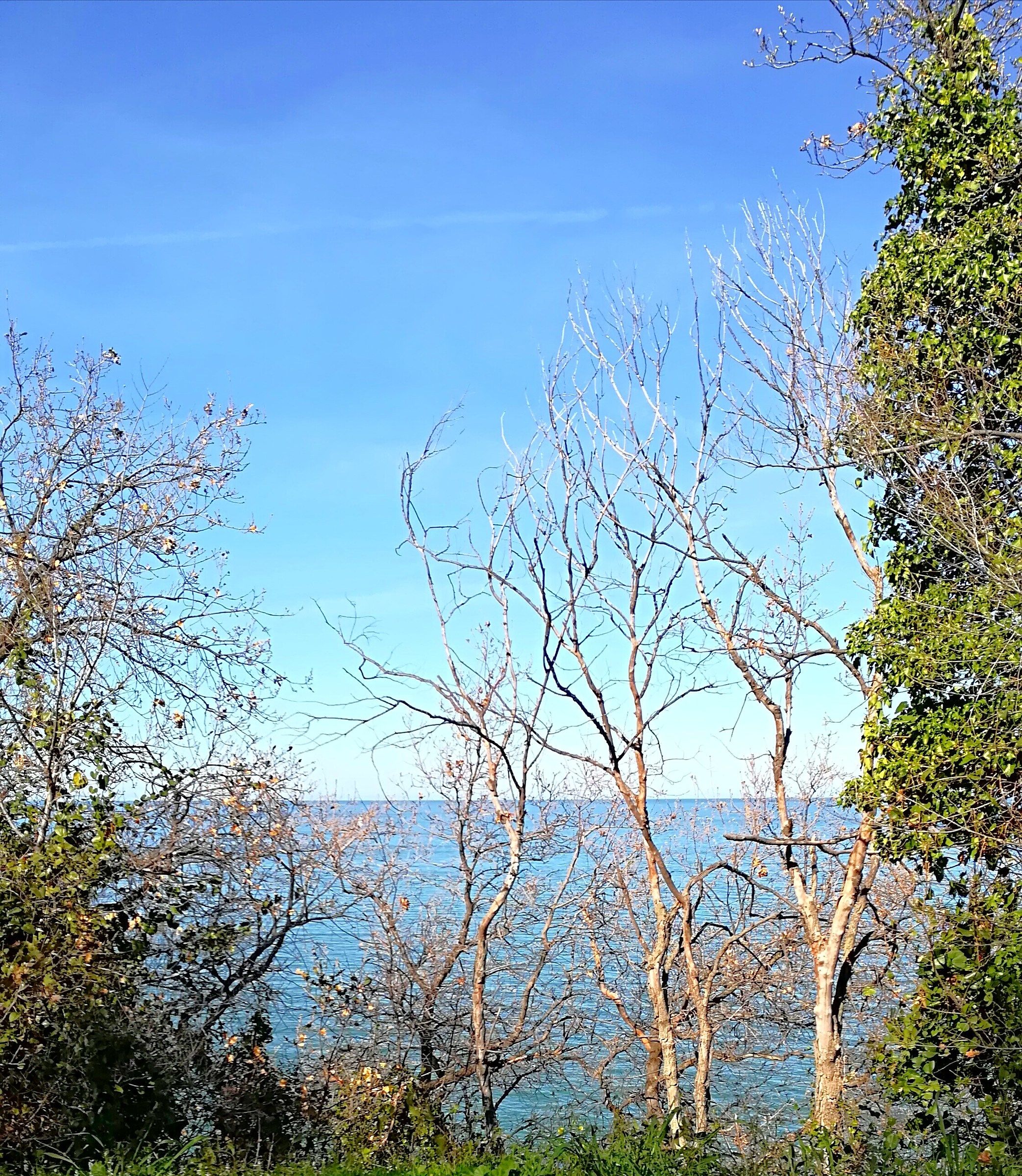 Between trees... the sea