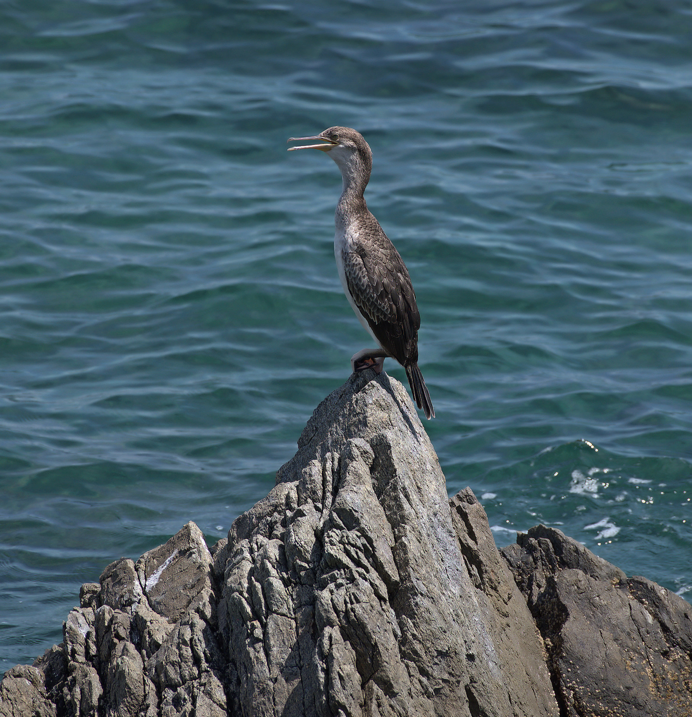 Shag on top of the Monviso