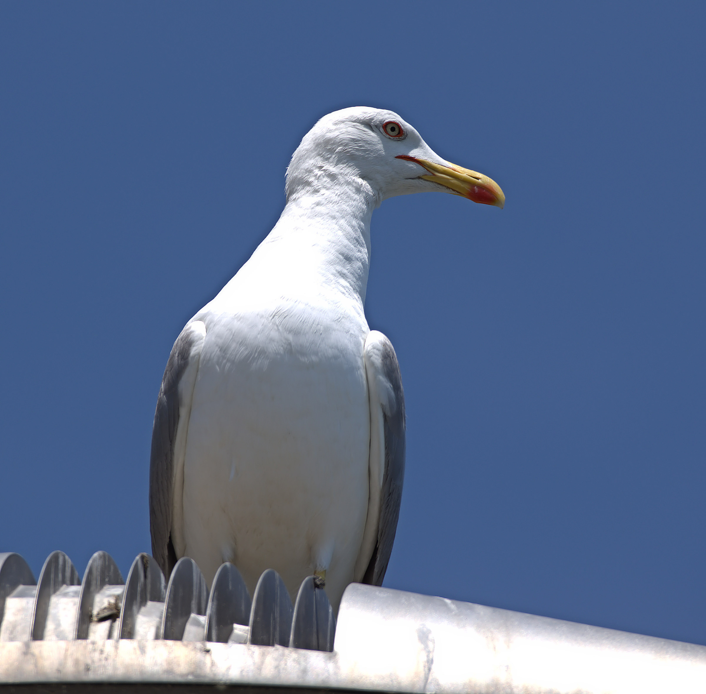 Seagull portrait