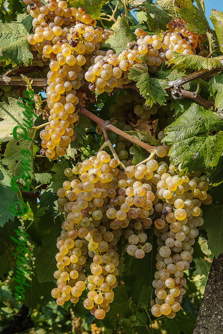 The grape of Soave-Verona