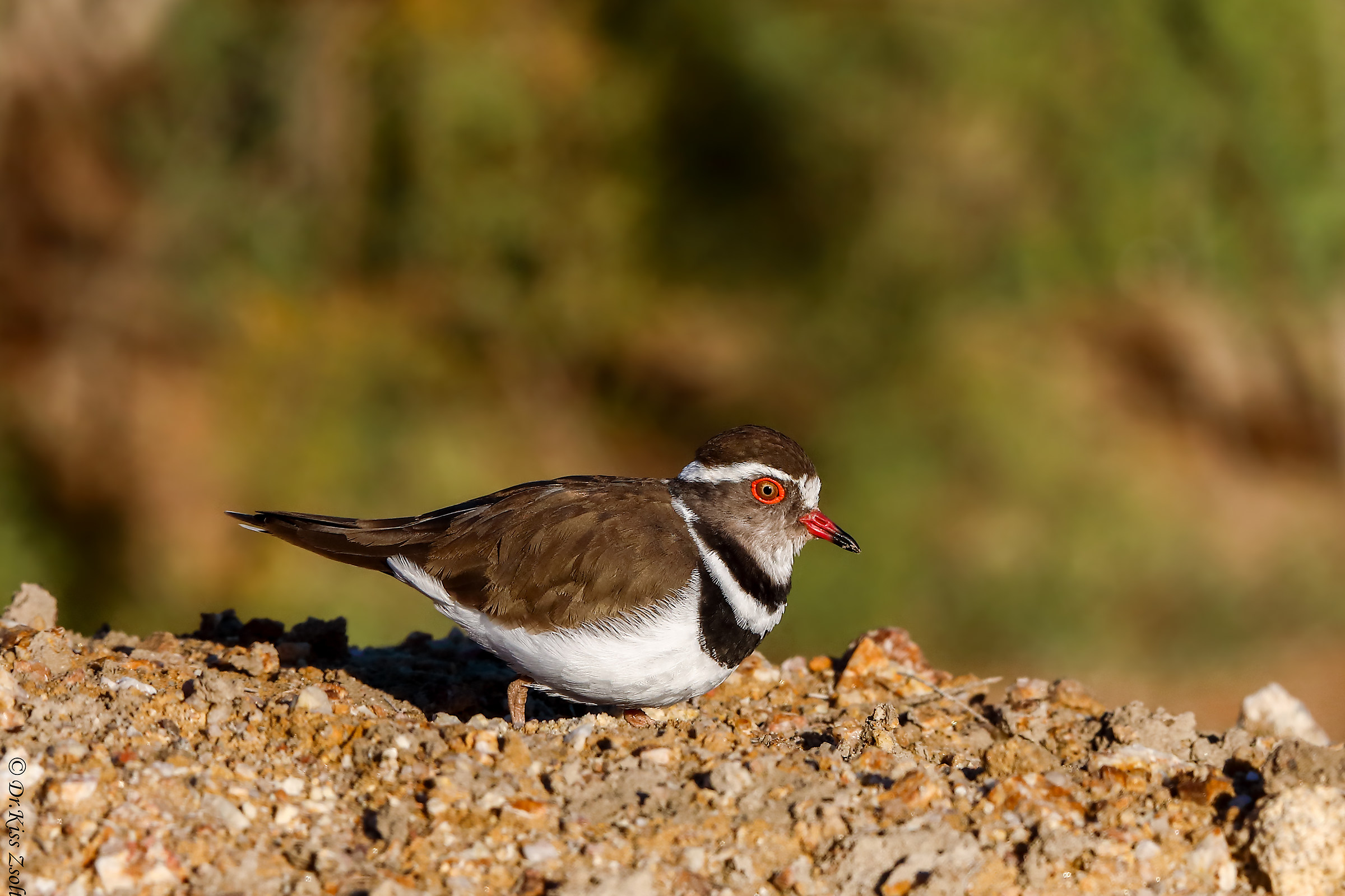 Three-banded plover