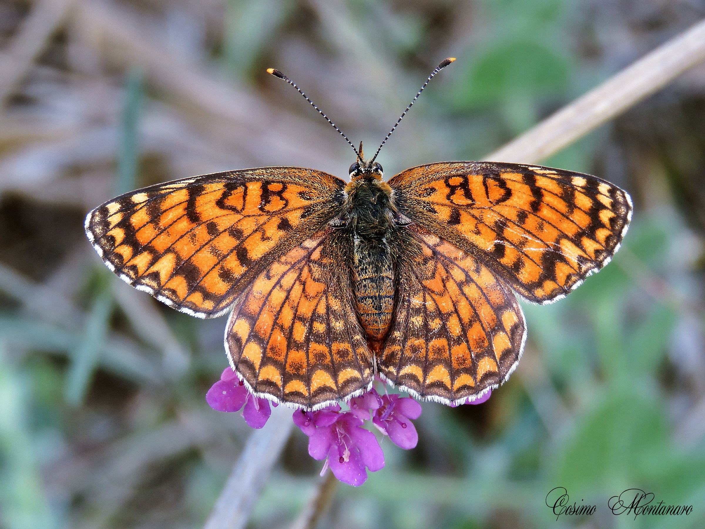 Melitaea athalia