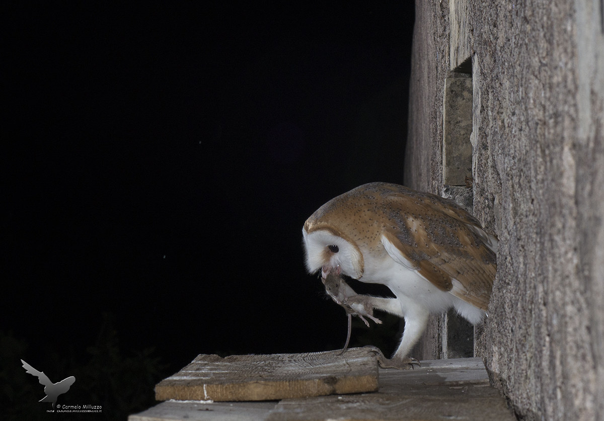 La preda e il predatore  _Tyto alba_