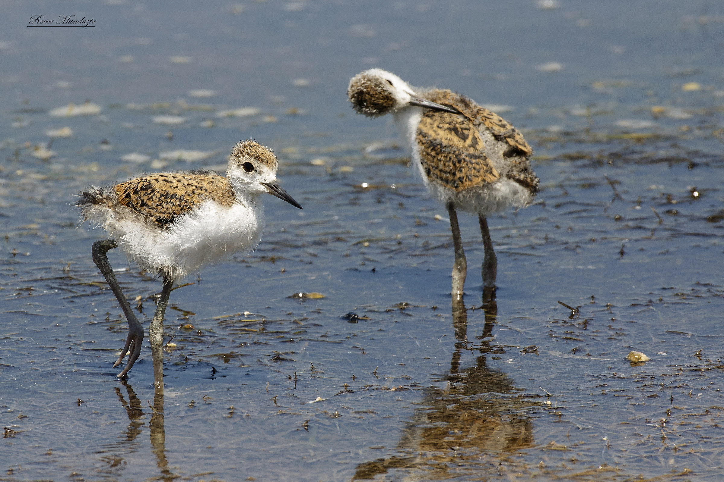 Pulcini di cavaliere