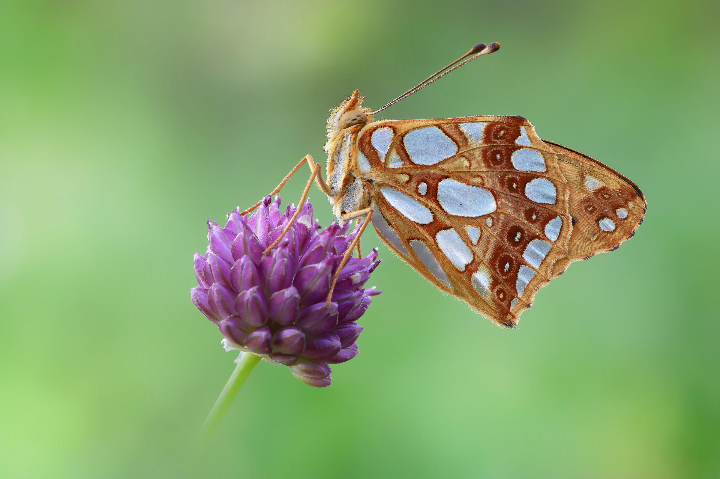 Issoria lathonia (Linnaeus, 1758)