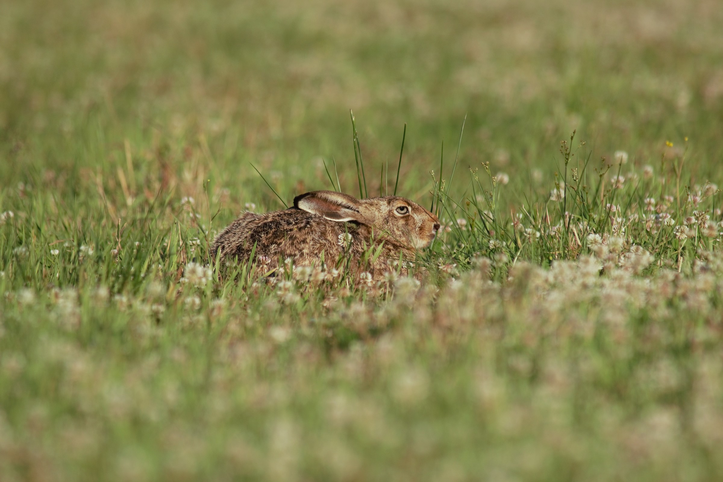Brown hare (Lepus europaeus)