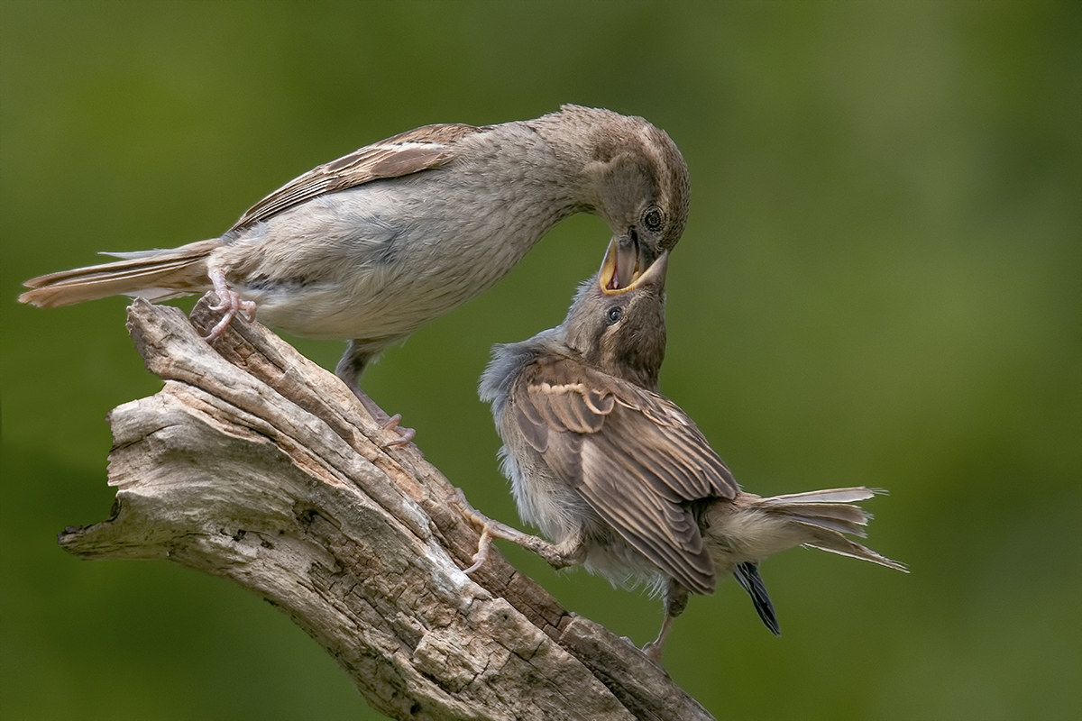 Italian Sparrow