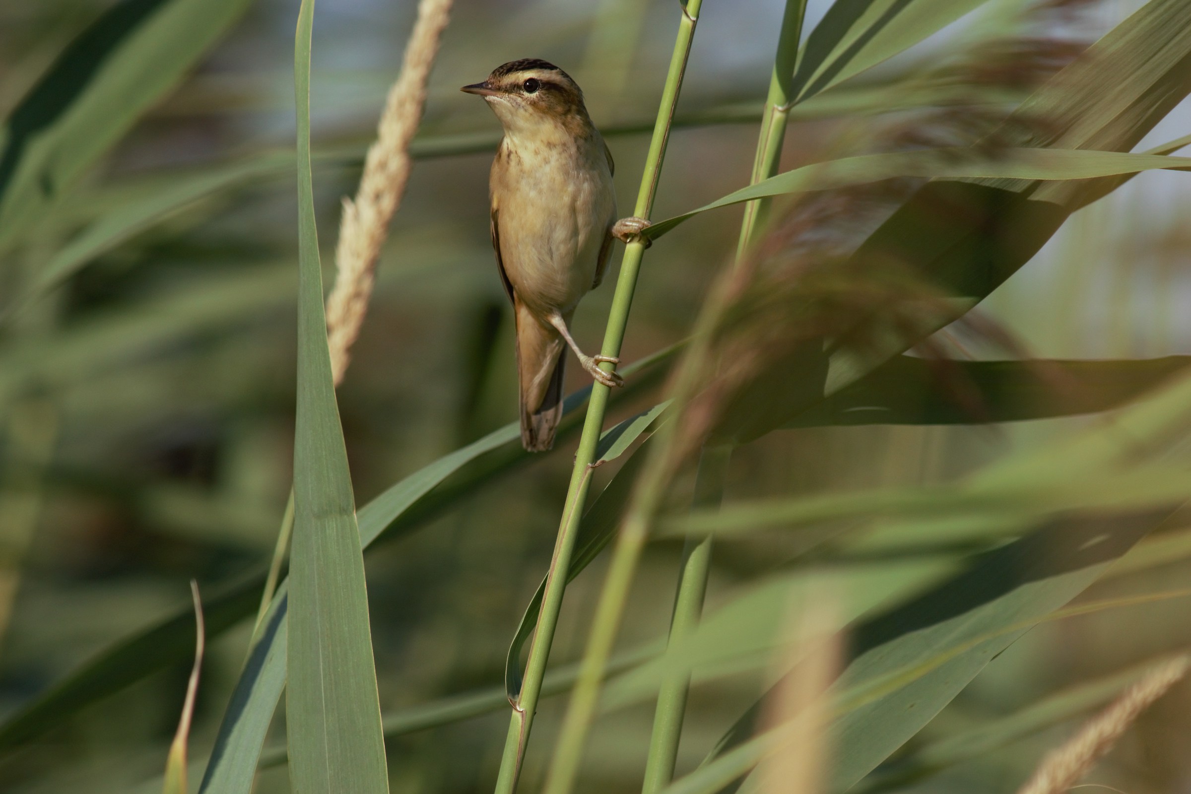 Sedge warbler (Acrocephalus schoenobaenus)