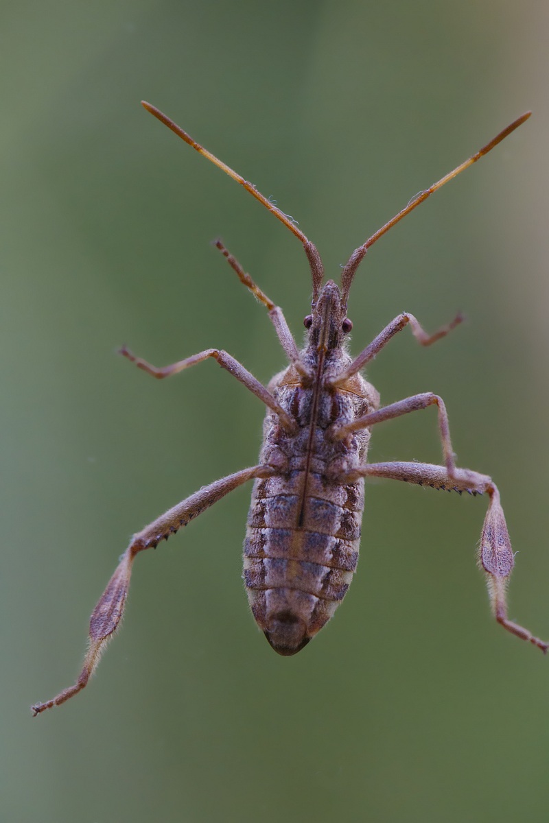 Leptoglossus occidentalis